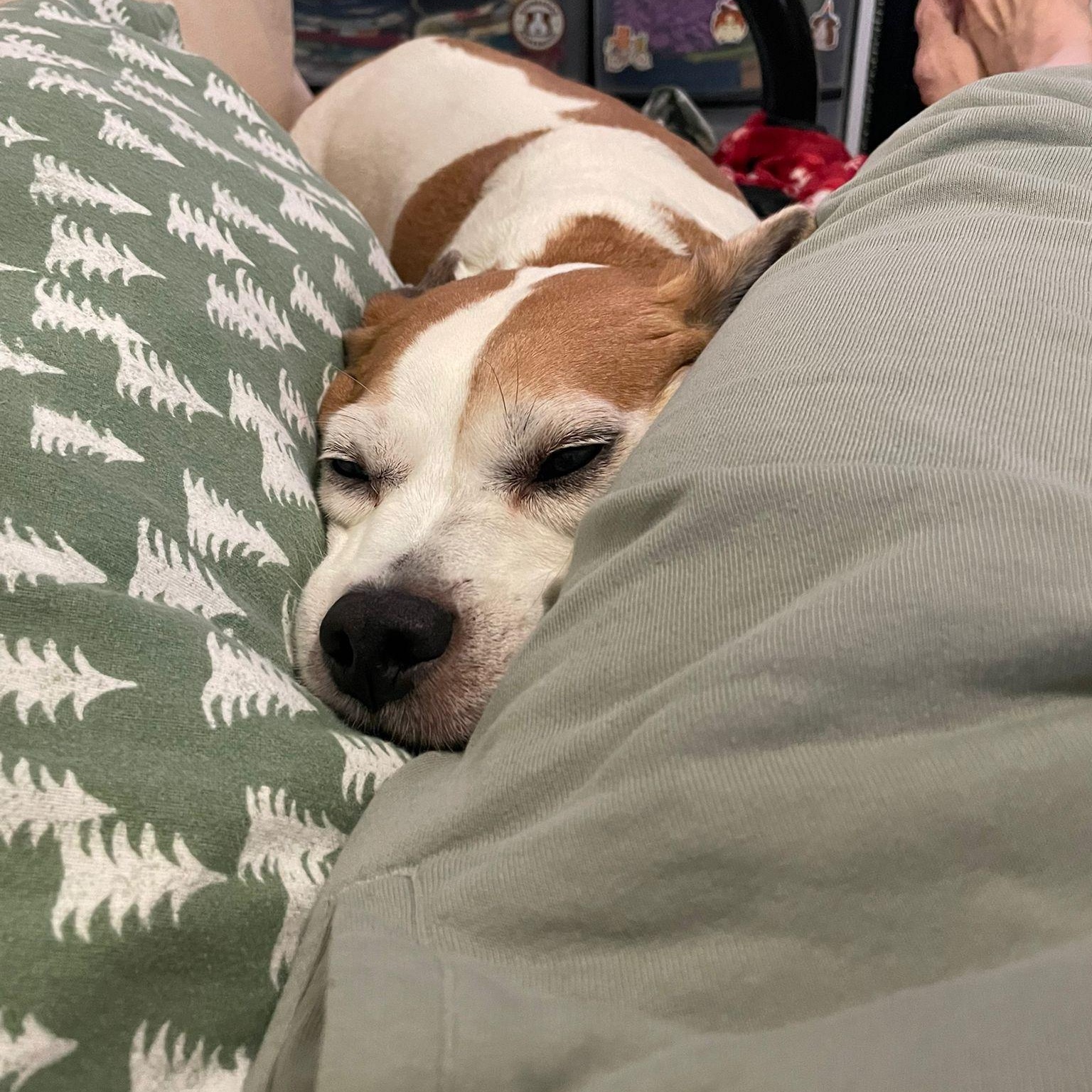 Enlarge Kilo, a ADOPTABLE Beagle in New York, NY image 3/5