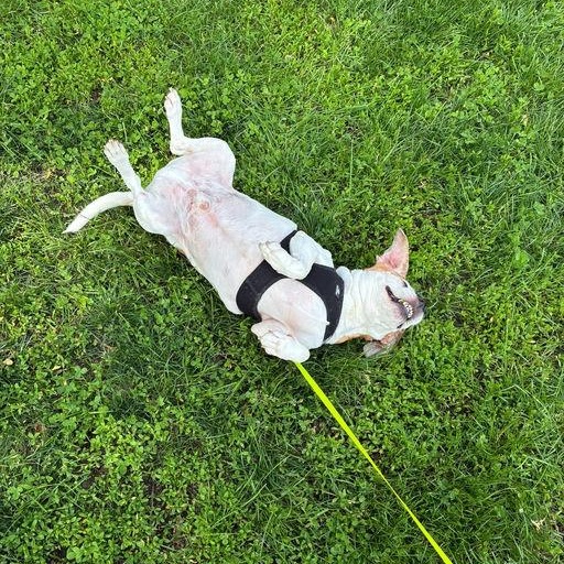 Enlarge Kilo, a ADOPTABLE Beagle in New York, NY image 4/5