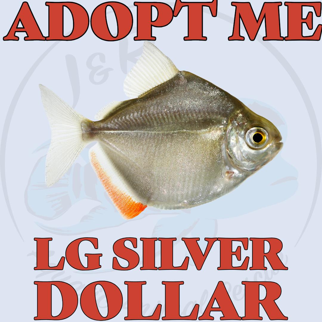 Large Silver Dollar, Adult Unknown unknown