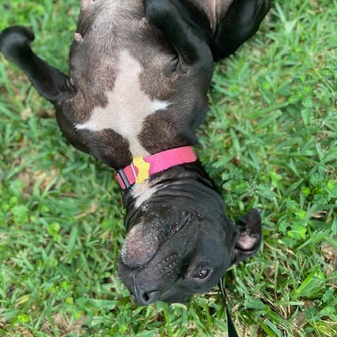 Daisy, Adoptable, Adult Female Mixed Breed.