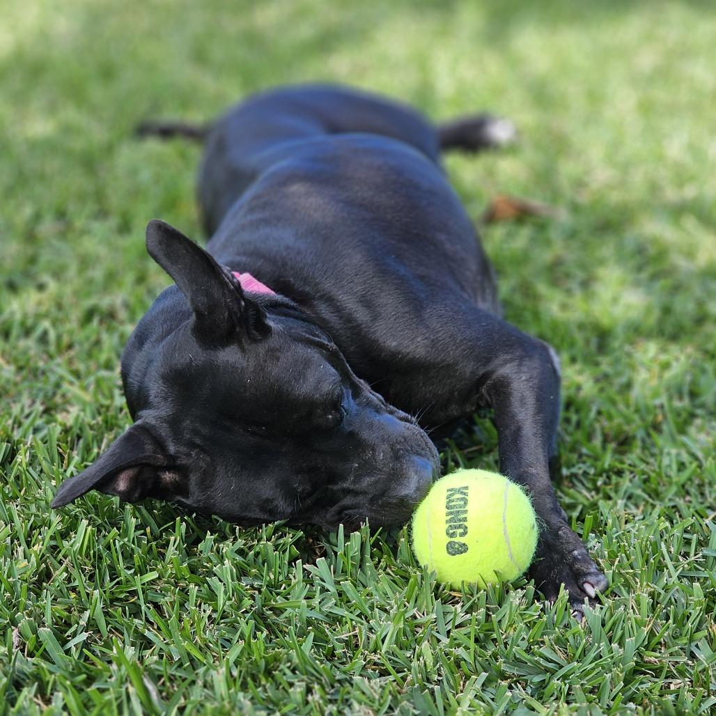 Enlarge Daisy, a Adoptable Mixed Breed in Jacksonville, FL image 2/6