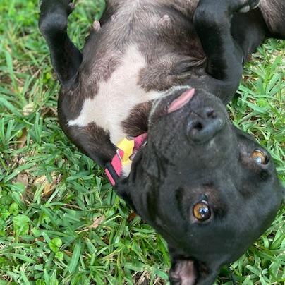 Enlarge Daisy, a Adoptable Mixed Breed in Jacksonville, FL image 3/6