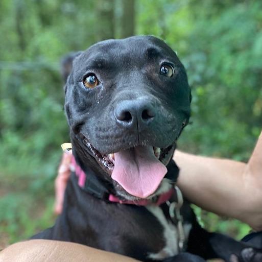 Enlarge Daisy, a Adoptable Mixed Breed in Jacksonville, FL image 5/6