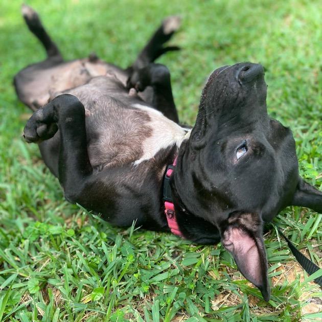 Enlarge Daisy, a Adoptable Mixed Breed in Jacksonville, FL image 6/6