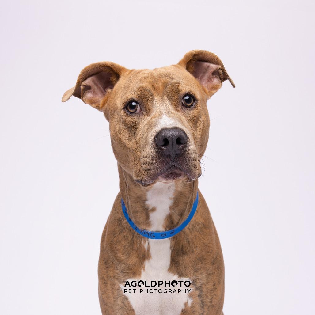 Enlarge Woody, a Adoptable mixed breed in Tampa, FL image 1/3