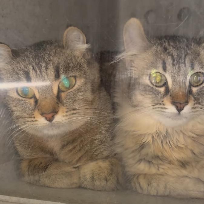 Enlarge Luna, a Adoptable mixed breed in Los Angeles, CA image 1/1