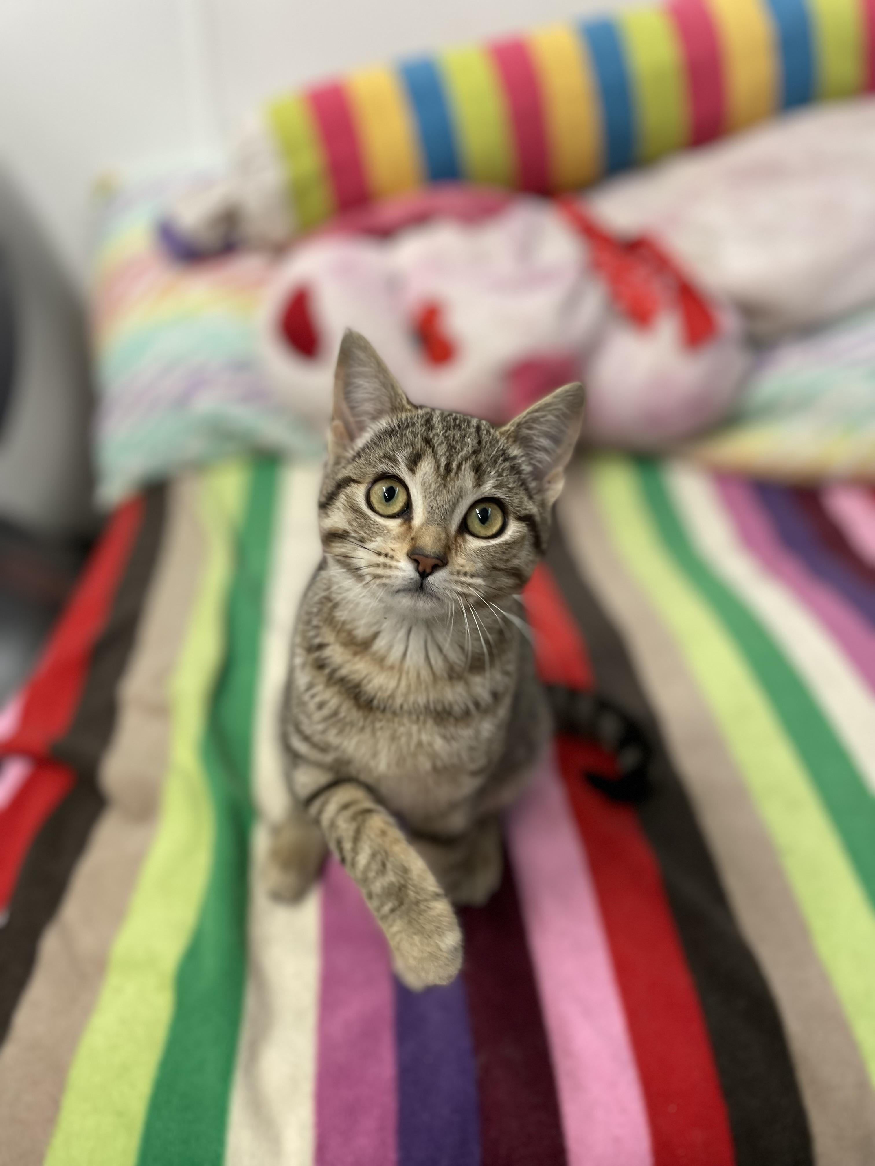 Daphne, an adopted Tabby in Sautee Nacoochee, GA image 3/4