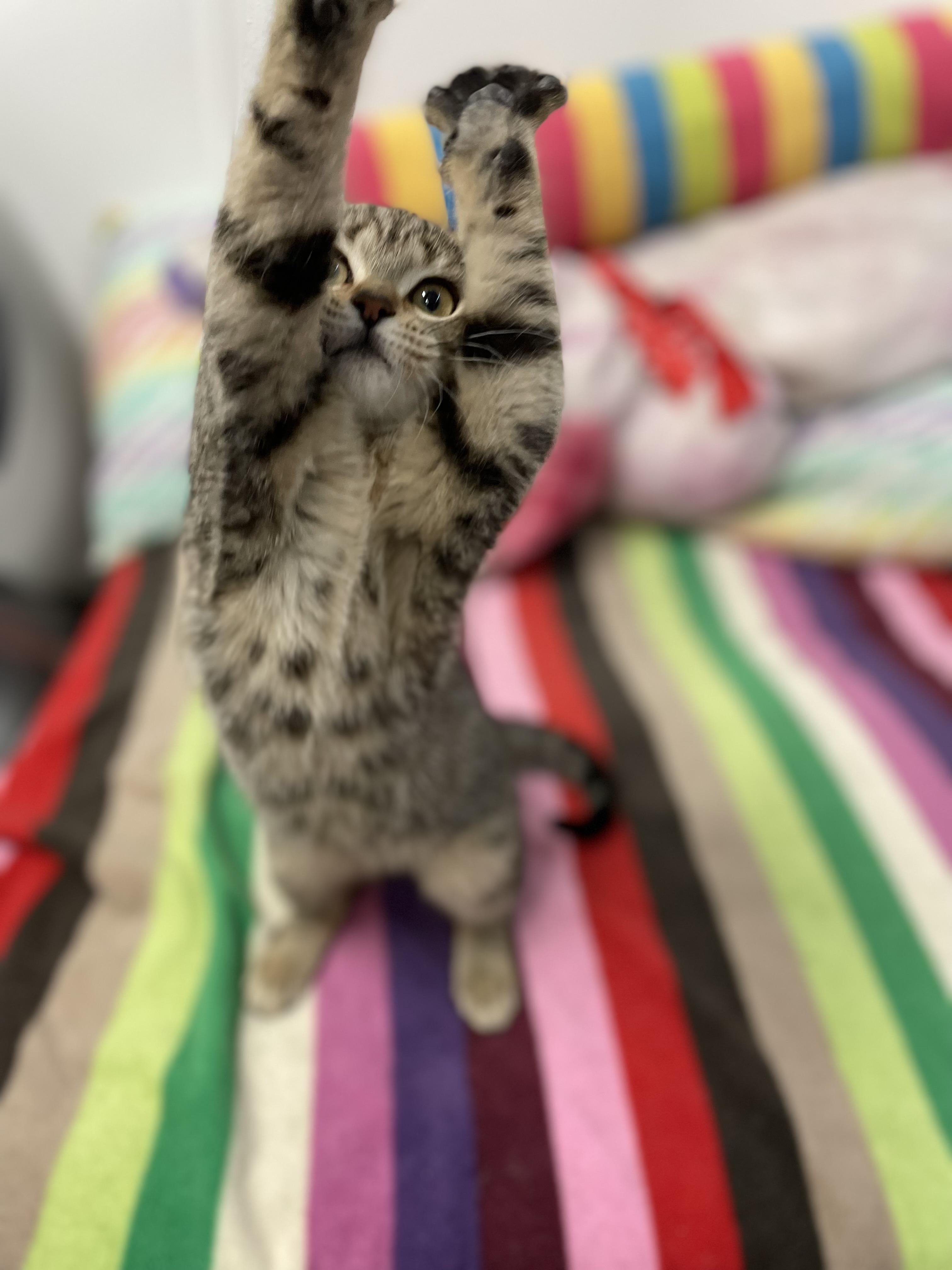 Daphne, an adopted Tabby in Sautee Nacoochee, GA image 2/4