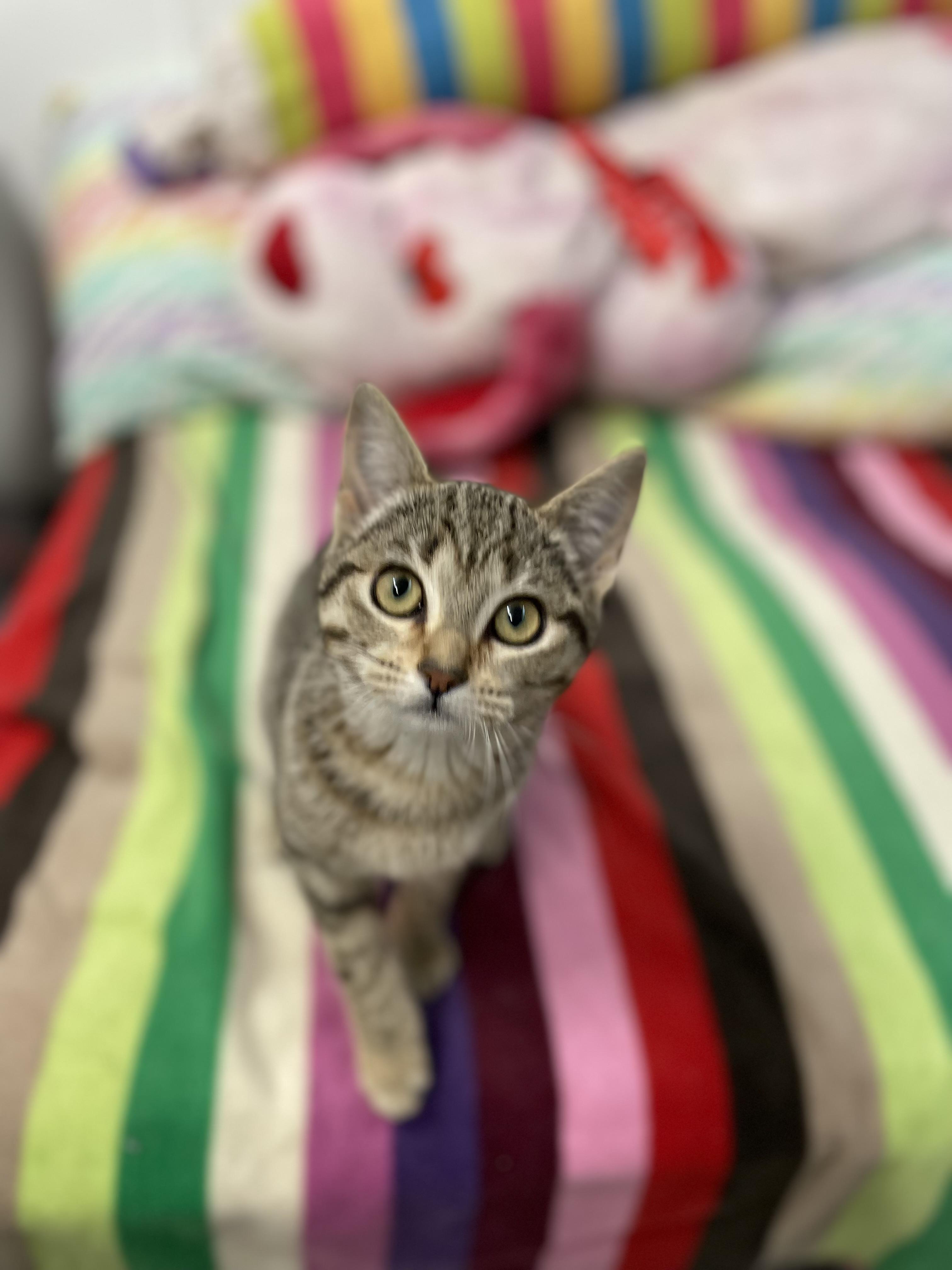 Daphne, an adopted Tabby in Sautee Nacoochee, GA image 4/4