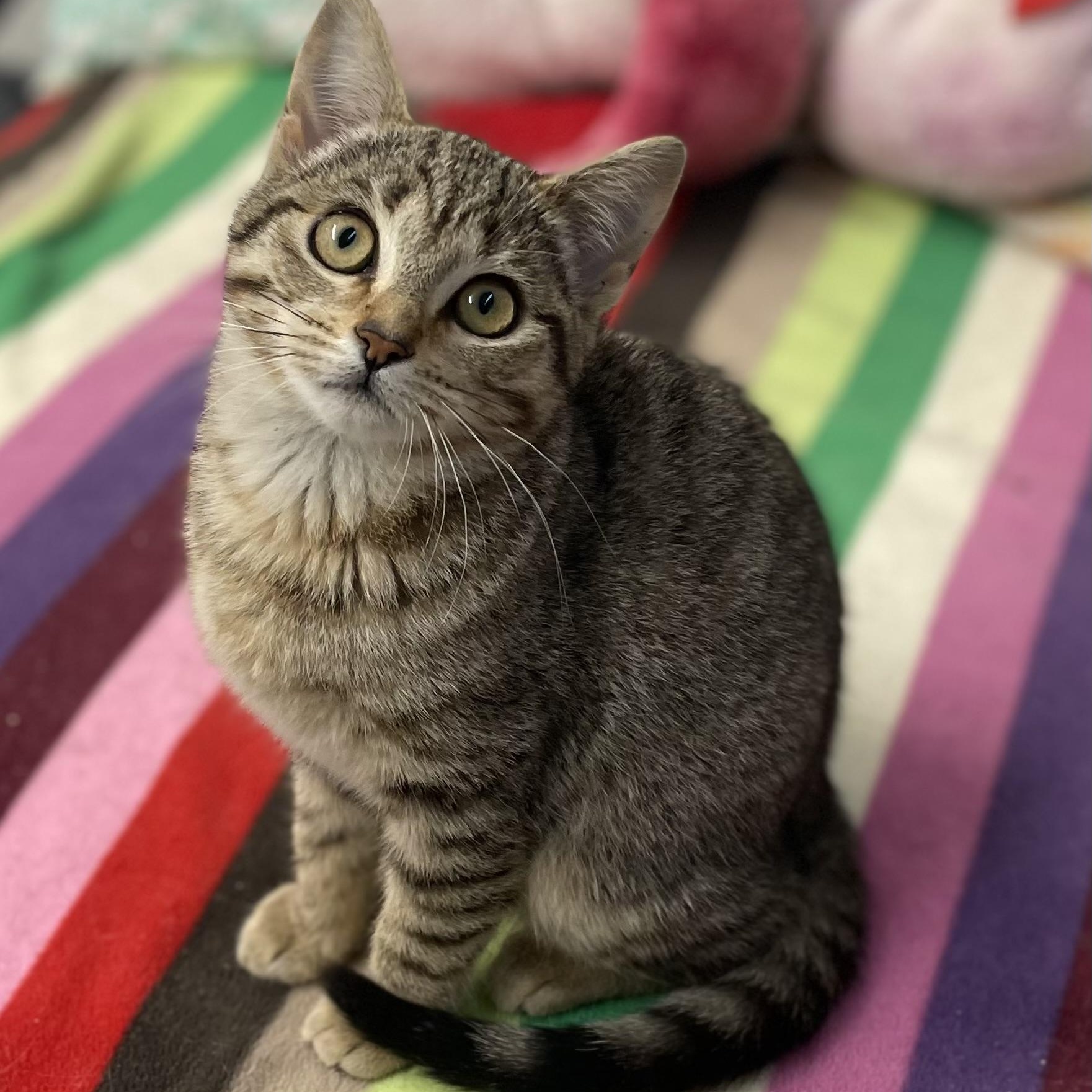Daphne, adopted, Young Female Tabby.