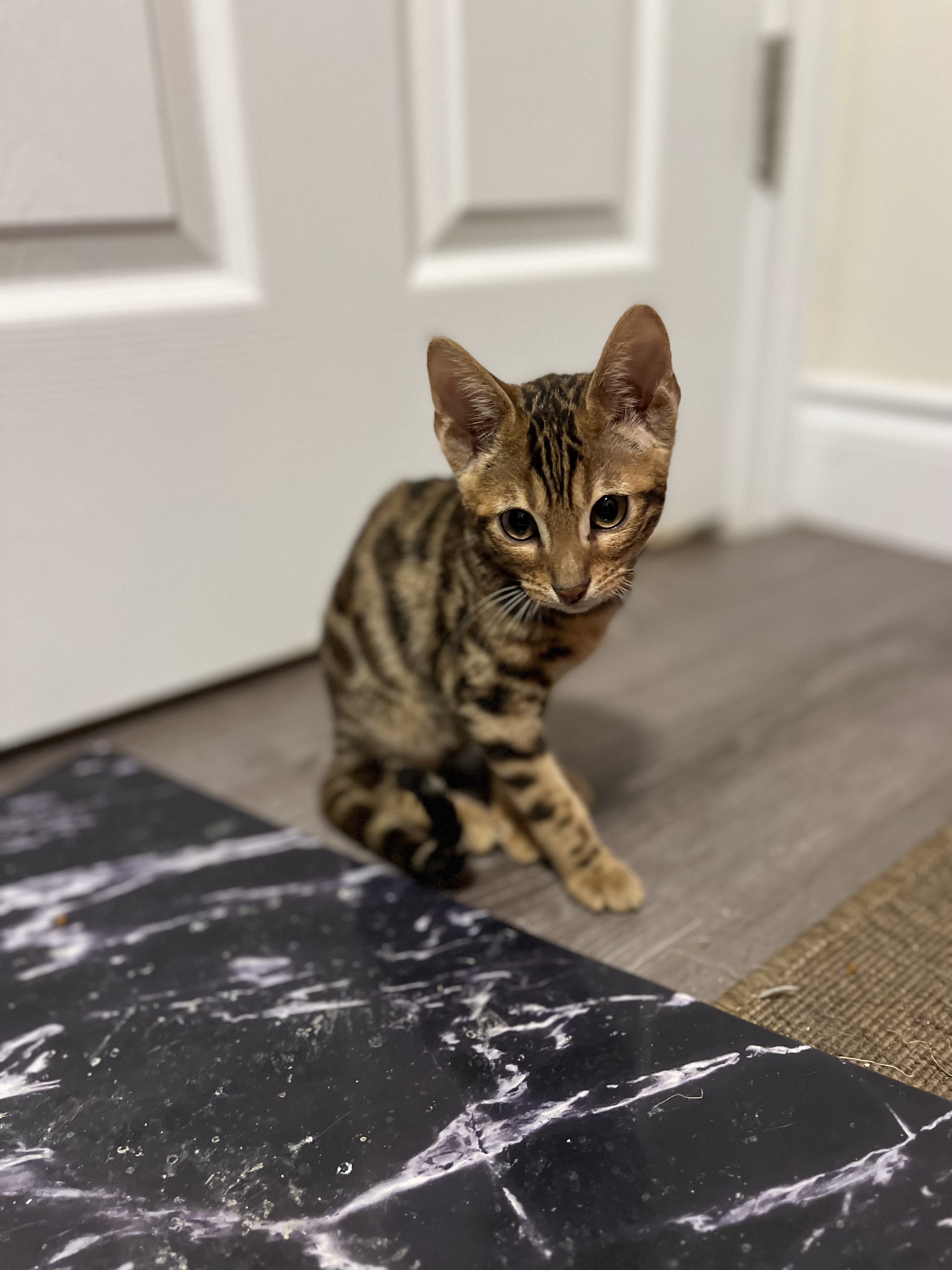 Freddy, Adopted, Kitten Male Bengal.