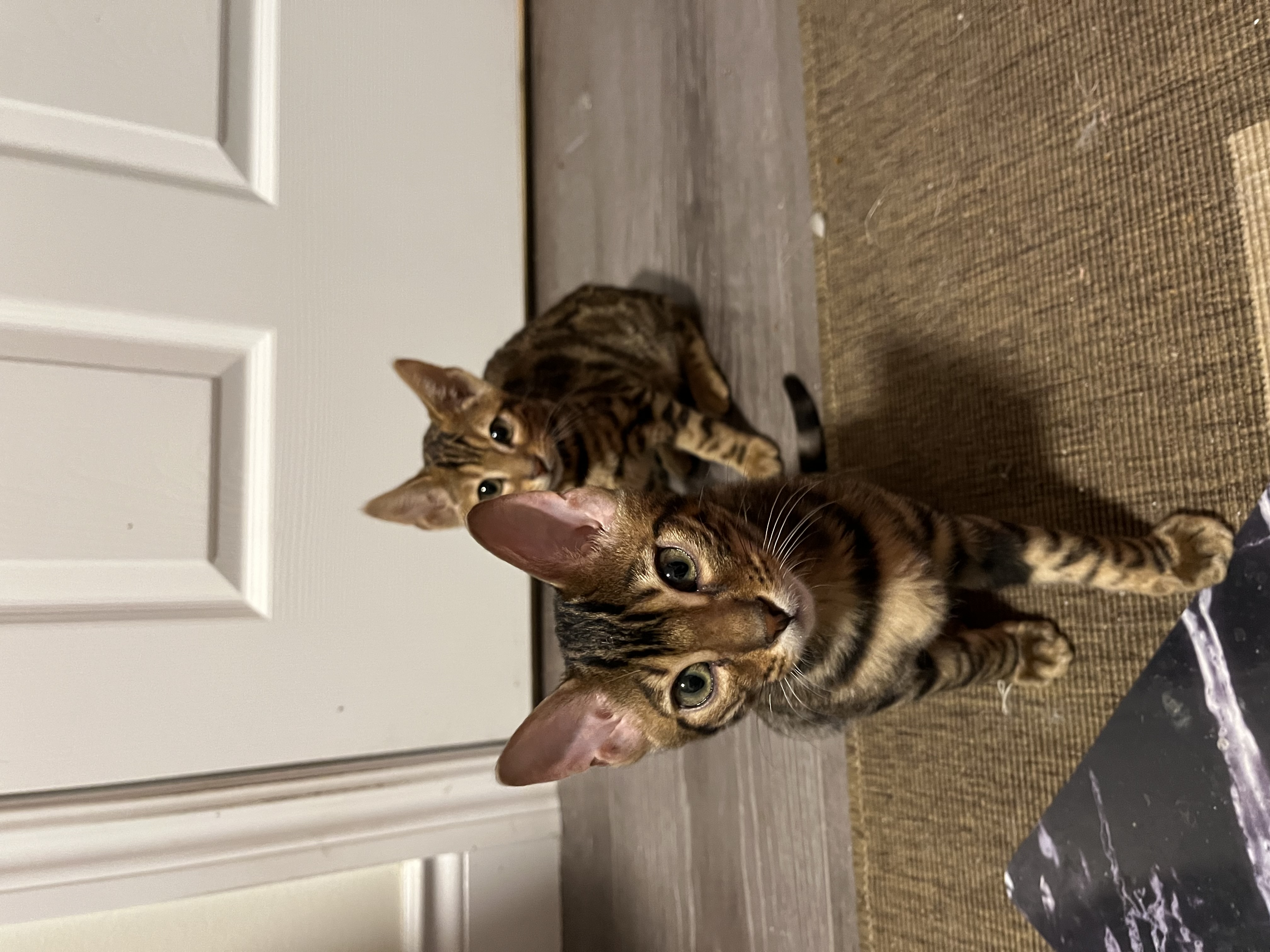 Enlarge Freddy, a Adopted Bengal in Bolton, ON image 2/4