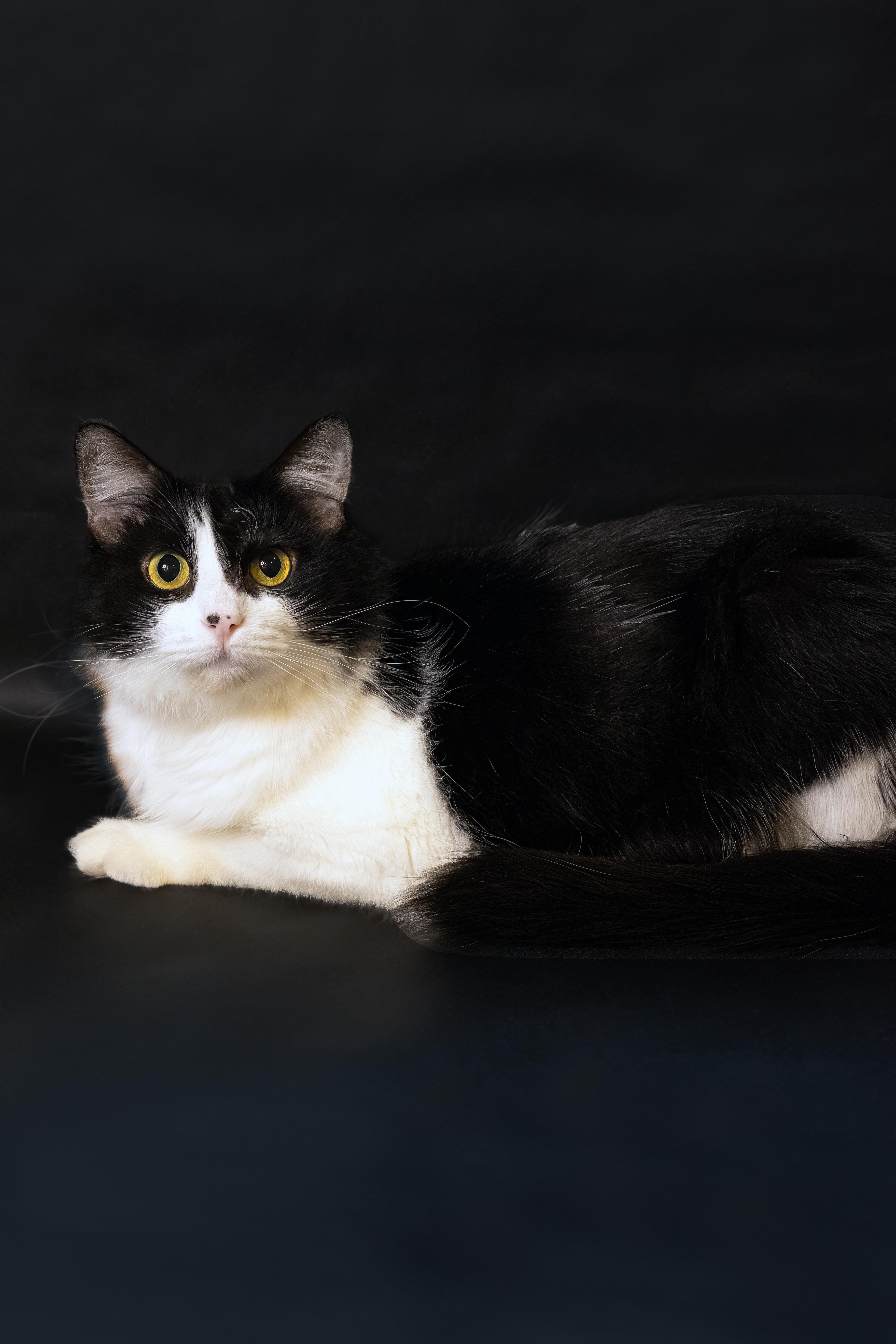 Enlarge Weebly, a Adopted Domestic Long Hair in North Ogden, UT image 1/6