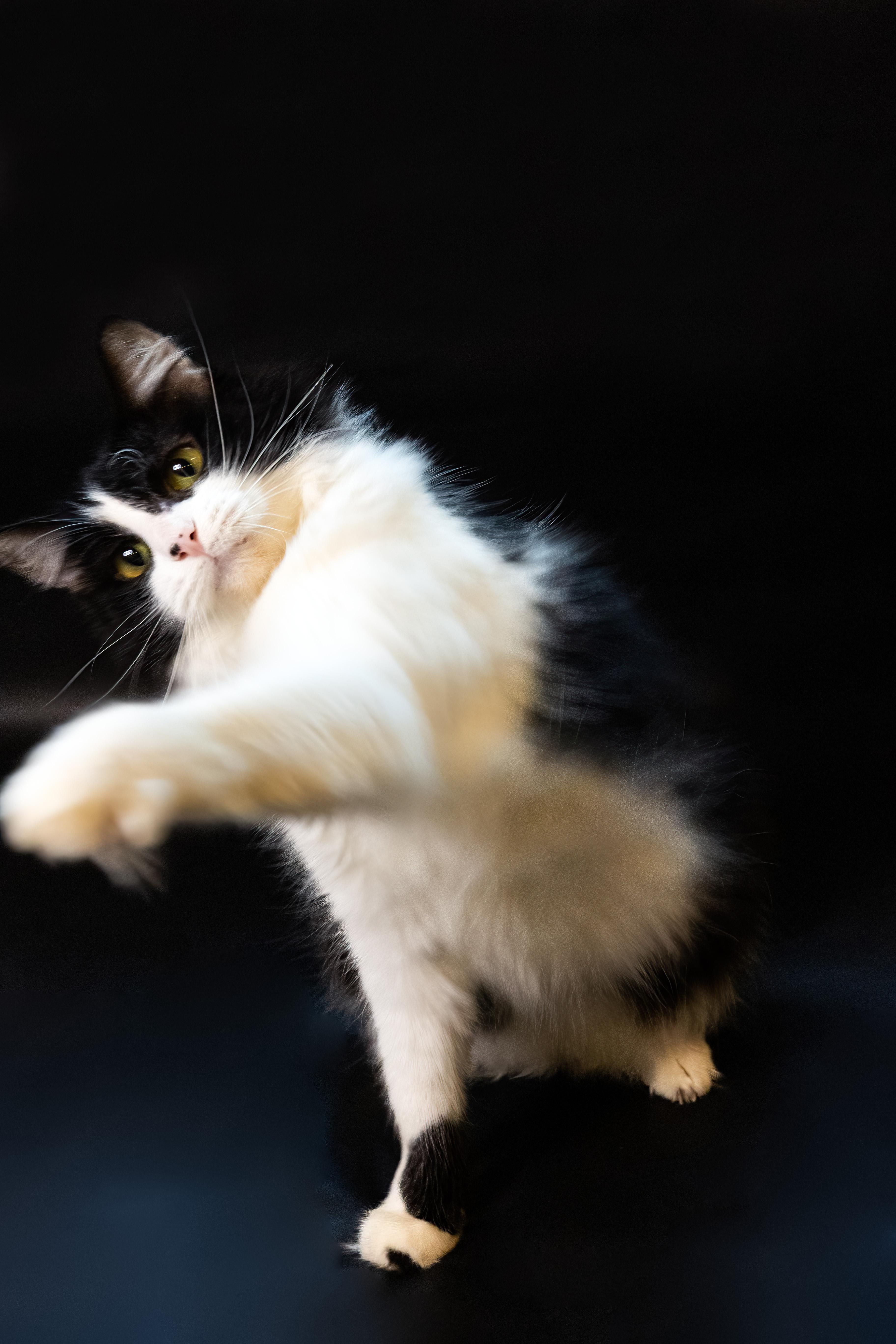 Enlarge Weebly, a Adopted Domestic Long Hair in North Ogden, UT image 2/6