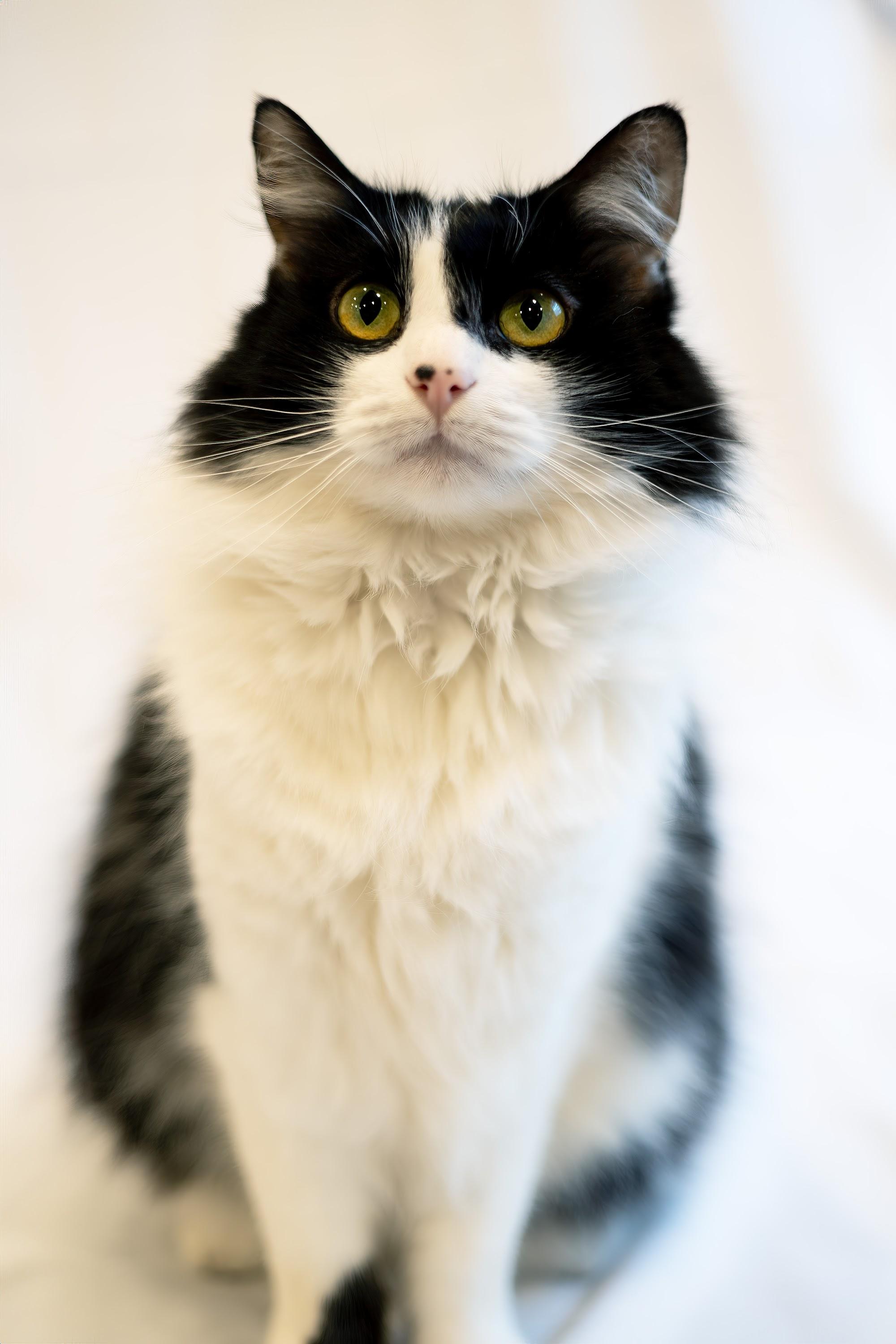 Enlarge Weebly, a Adopted Domestic Long Hair in North Ogden, UT image 3/6