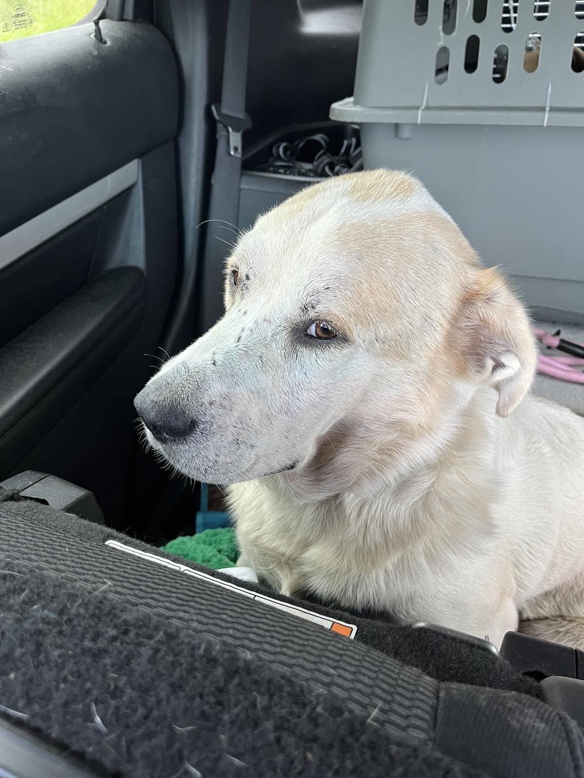 Enlarge Sammy, a Adoptable Labrador Retriever in Ann Arbor, MI image 2/5