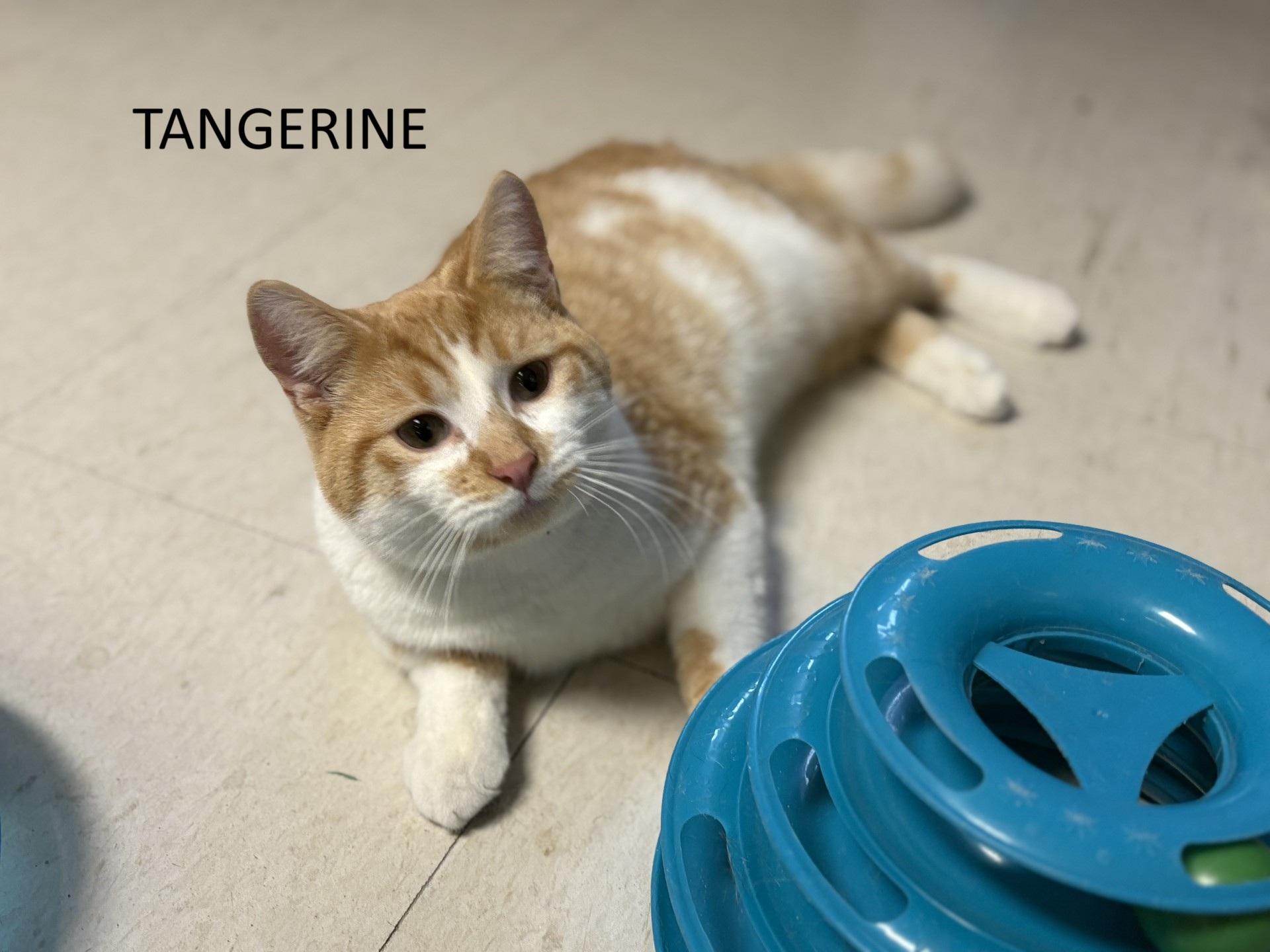 Enlarge Tangerine, a ADOPTABLE Domestic Short Hair in Vernon, NJ image 1/1