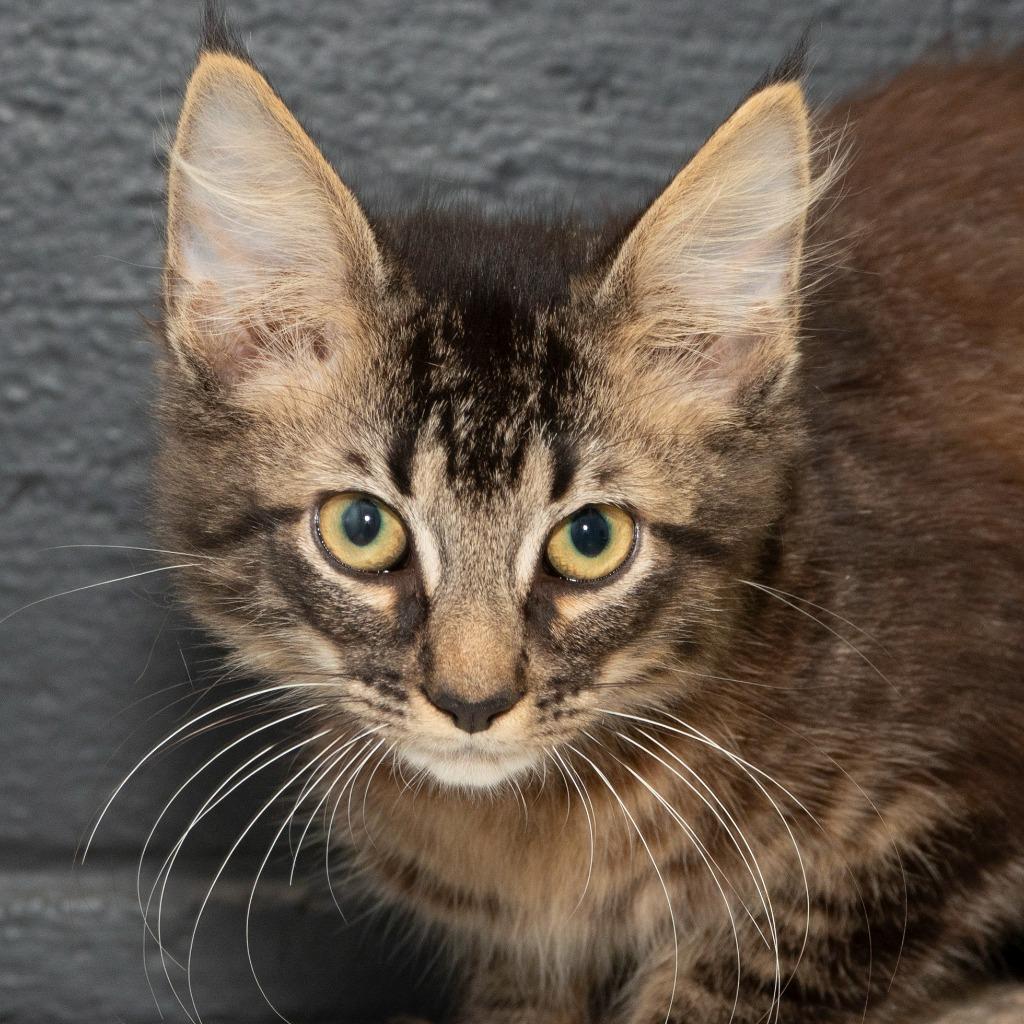 Enlarge Broccoli, a Adoptable Domestic Medium Hair in Troy, OH image 1/2