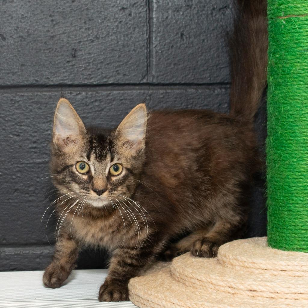 Enlarge Broccoli, a Adoptable Domestic Medium Hair in Troy, OH image 2/2