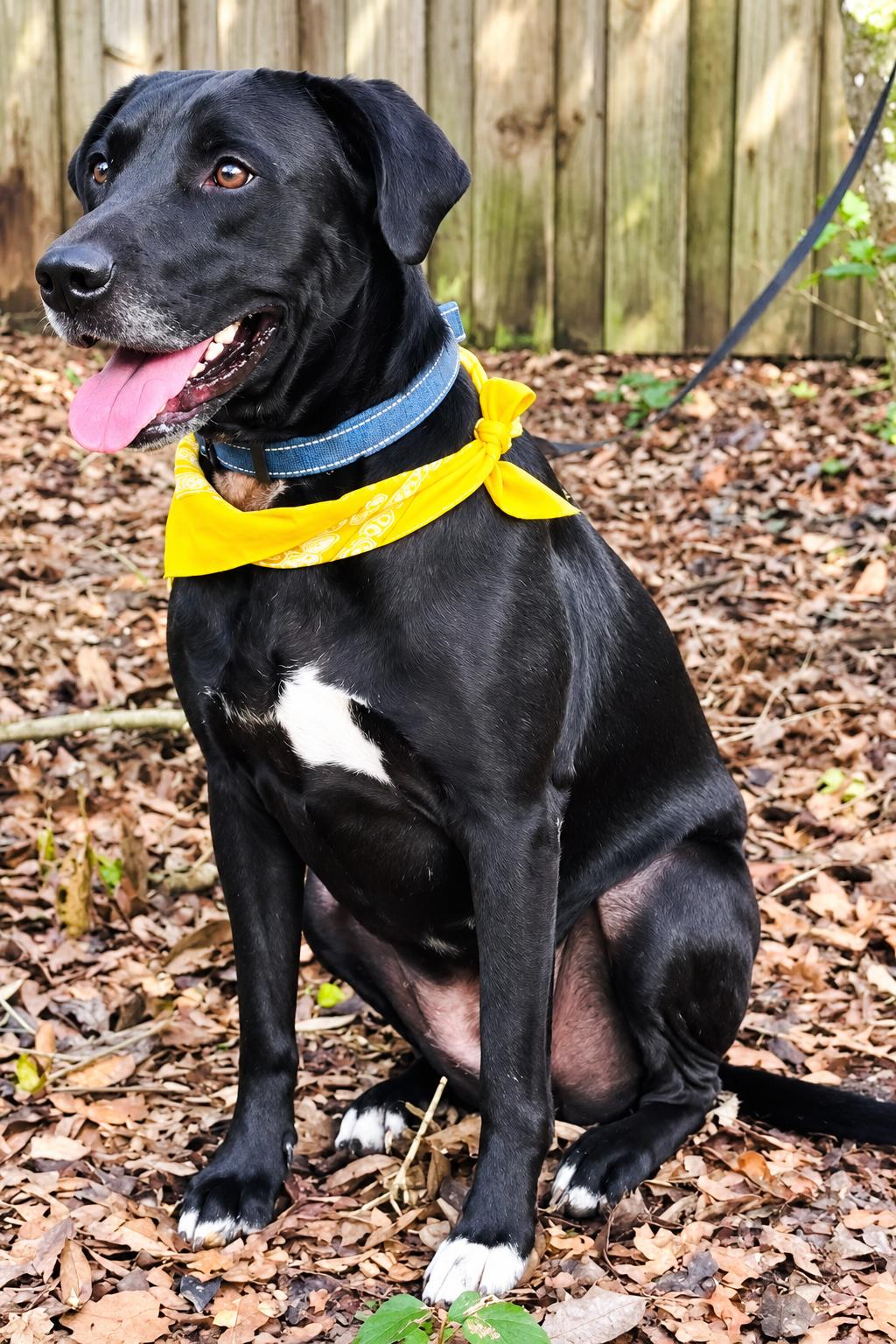 Enlarge Sally, a Adoptable mixed breed in Jacksonville, FL image 2/2