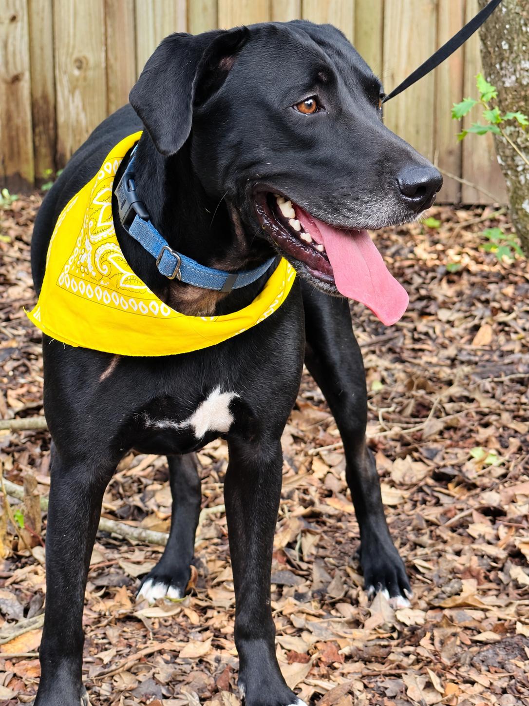 Sally, Adoptable, Adult Female Labrador Retriever.