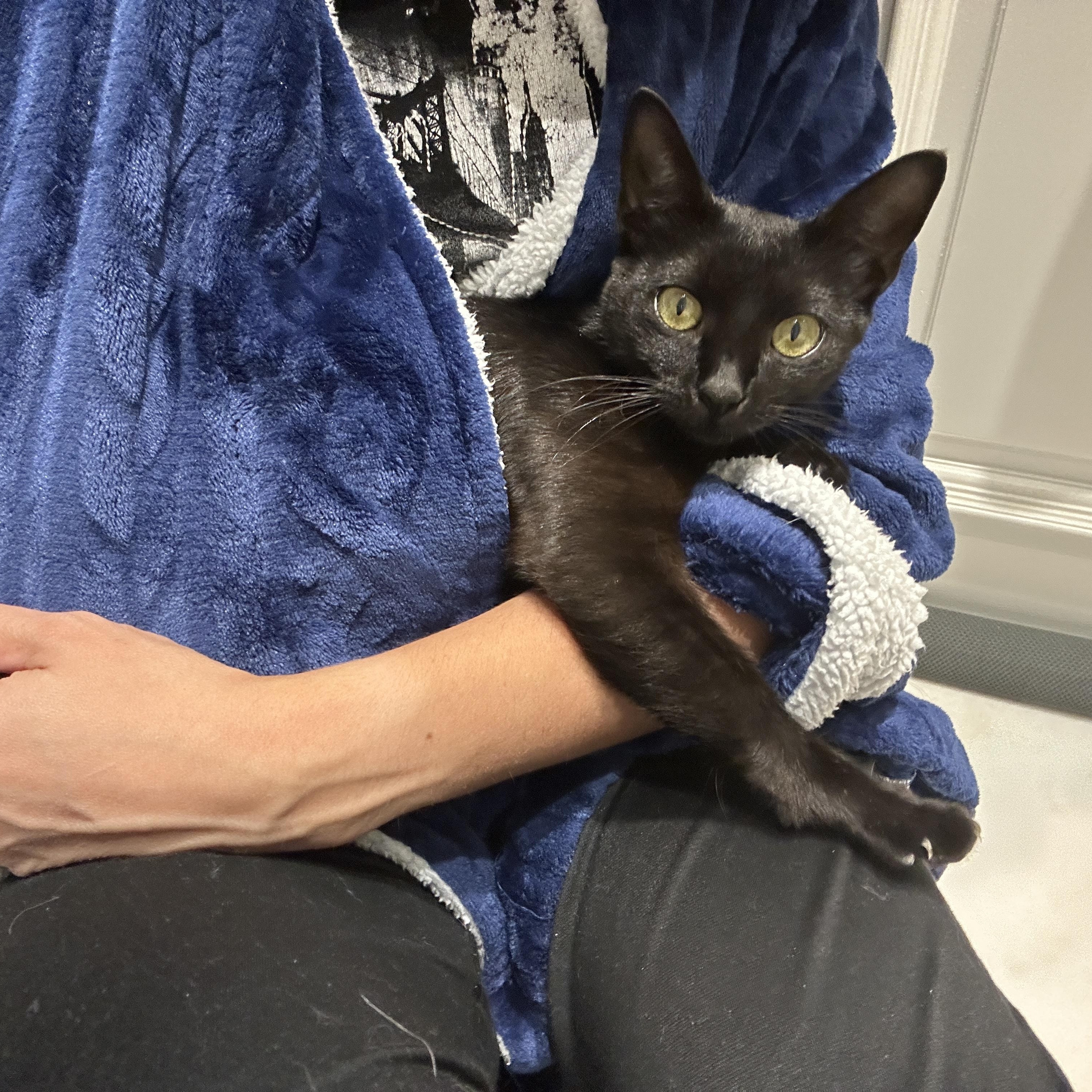 Stella, a ADOPTABLE Domestic Short Hair in Boston, MA image 5/6