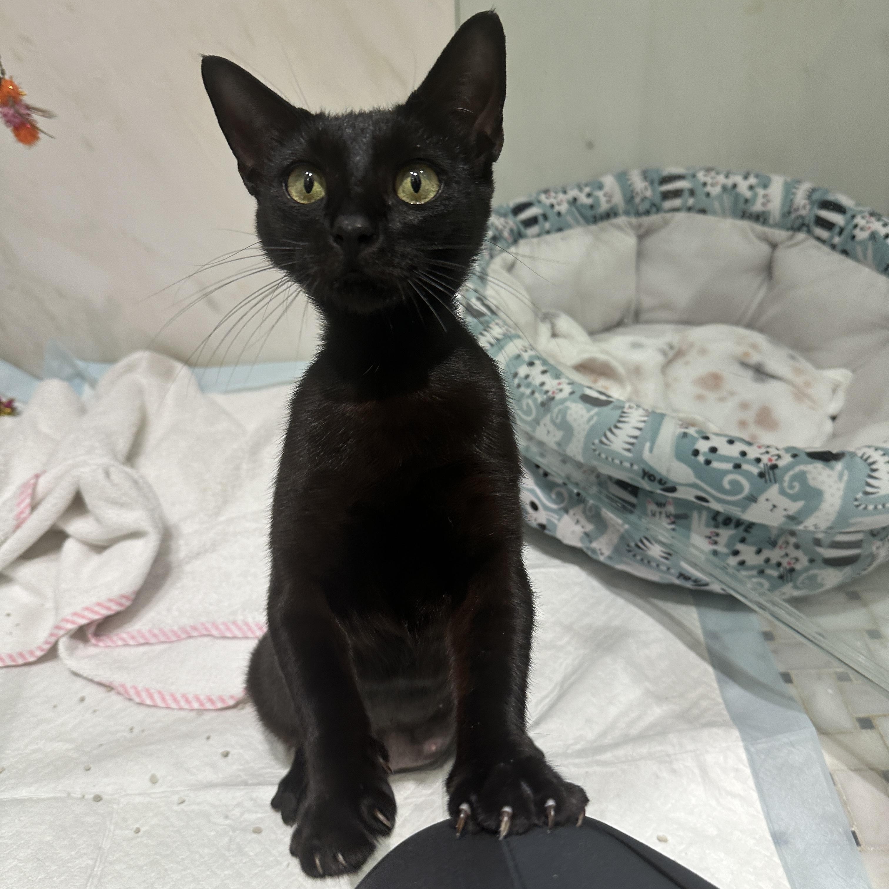 Stella, a ADOPTABLE Domestic Short Hair in Boston, MA image 4/6