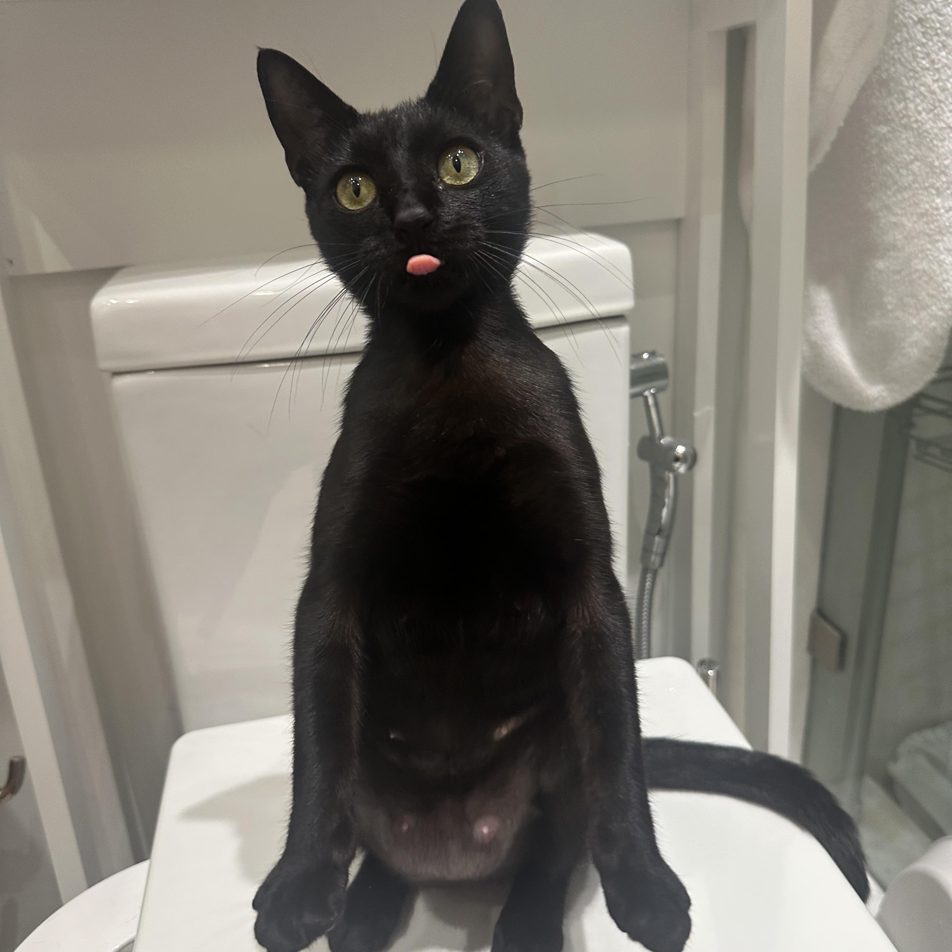 Stella, ADOPTABLE, Kitten Female Domestic Short Hair.