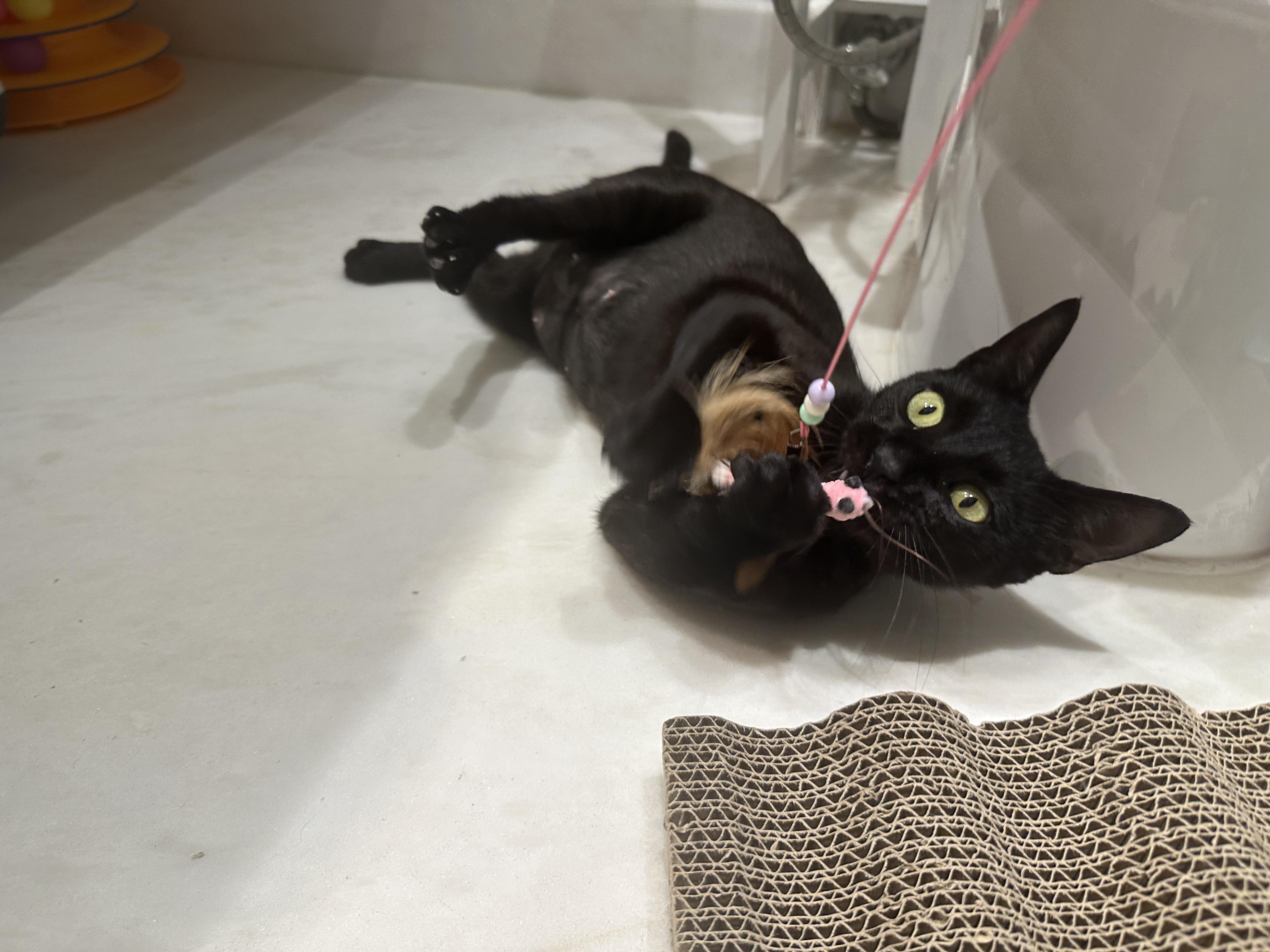 Stella, a ADOPTABLE Domestic Short Hair in Boston, MA image 3/6