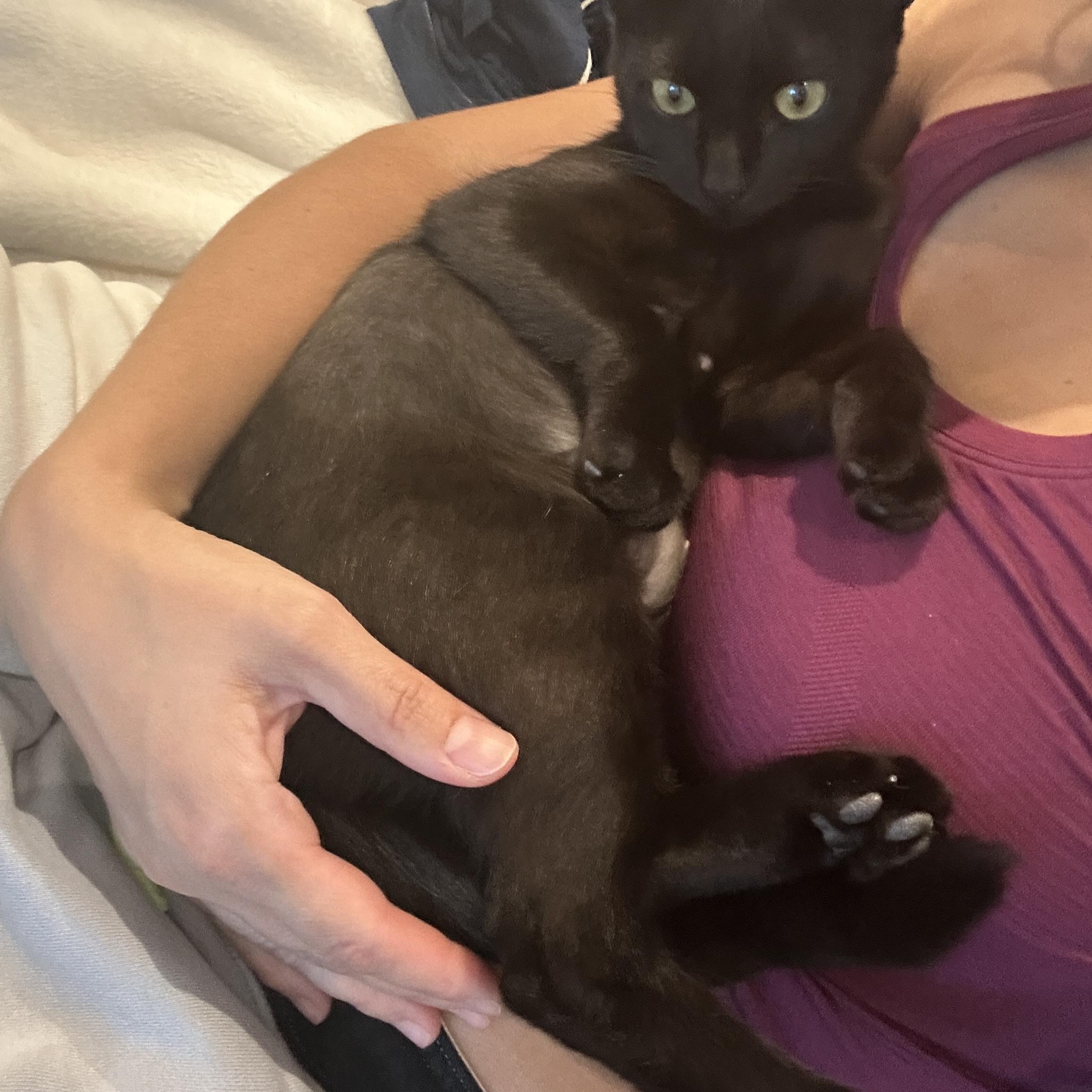 Stella, a ADOPTABLE Domestic Short Hair in Boston, MA image 2/6