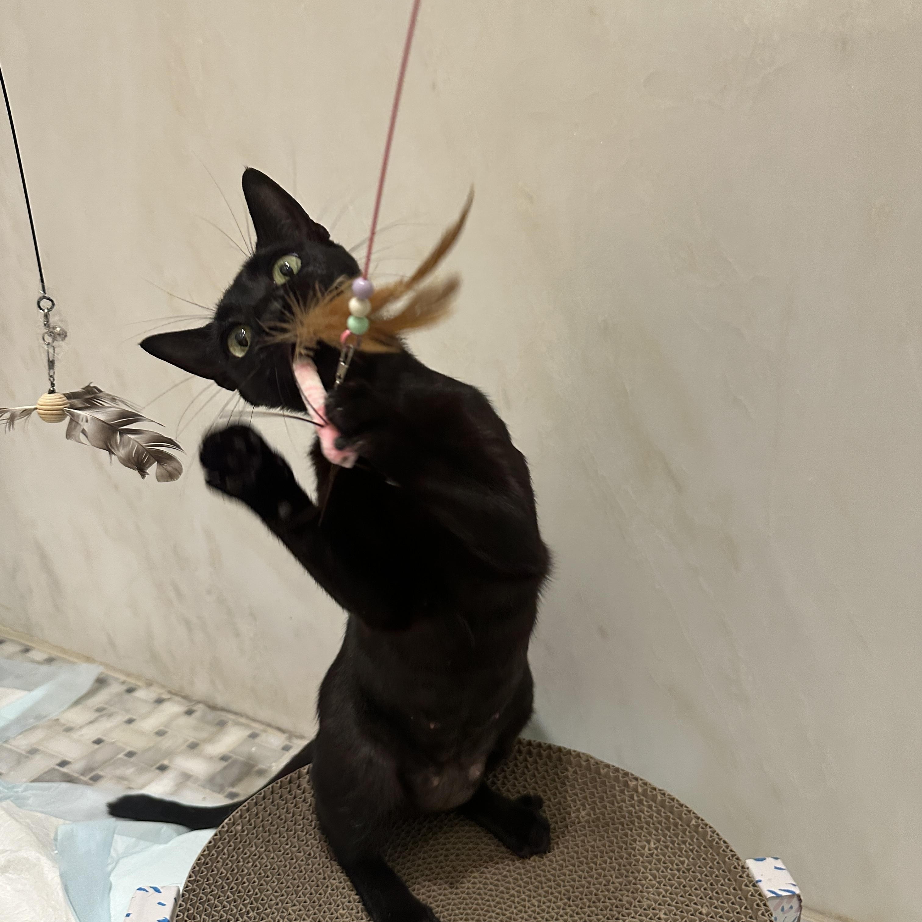 Stella, a ADOPTABLE Domestic Short Hair in Boston, MA image 6/6