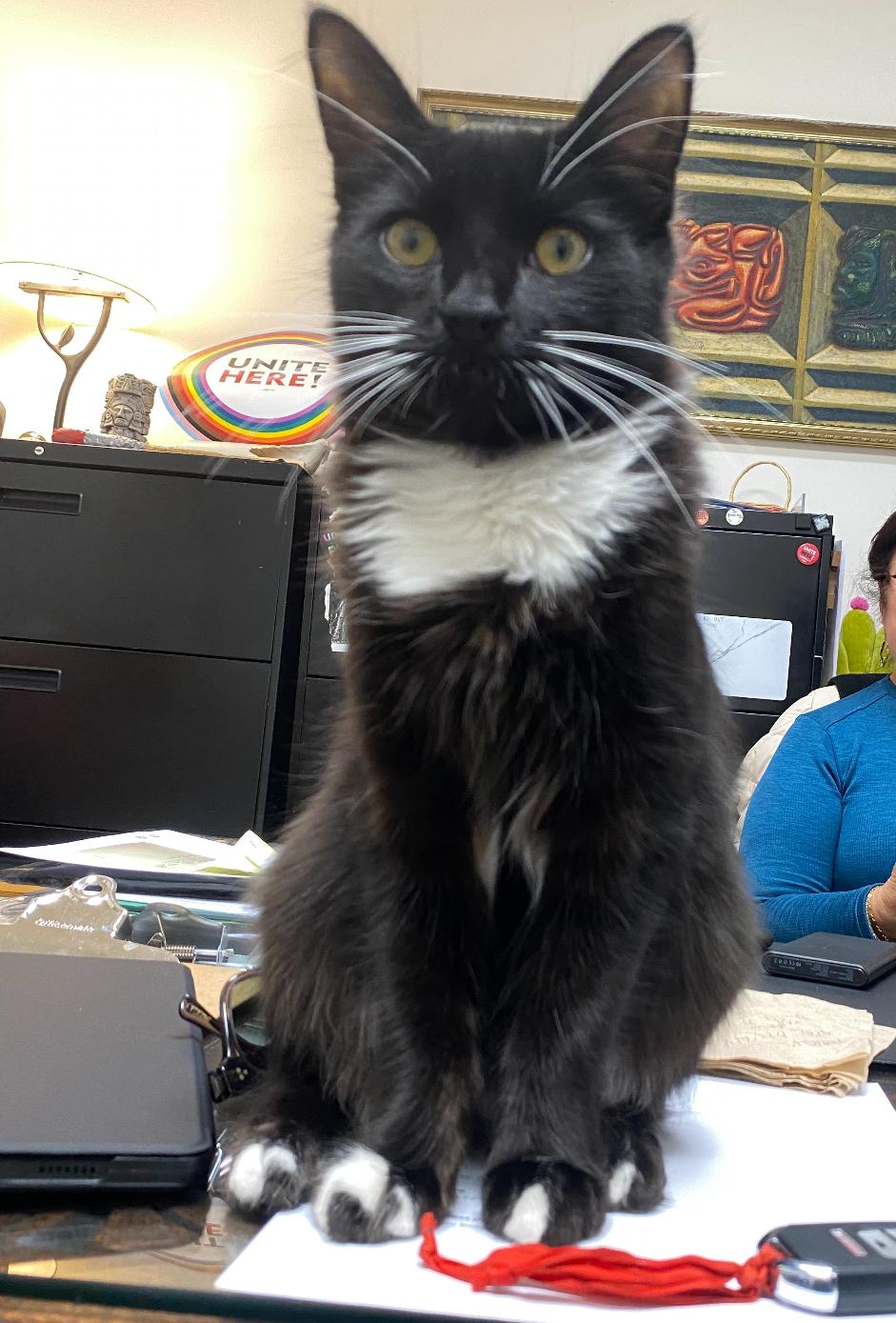 Enlarge Otis, a Adoptable Domestic Medium Hair in Bell Gardens, CA image 2/4
