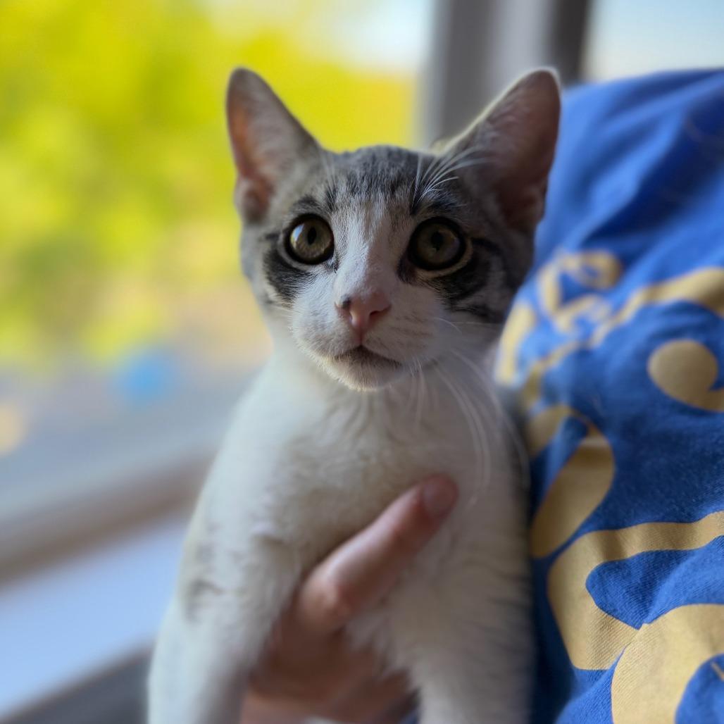 Enlarge Marshall (bonded with Rocky), a Adoptable Domestic Short Hair in Santa Rosa, CA image 1/4
