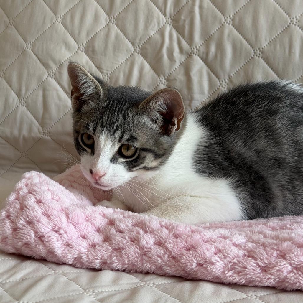 Enlarge Marshall (bonded with Rocky), a Adoptable Domestic Short Hair in Santa Rosa, CA image 3/4