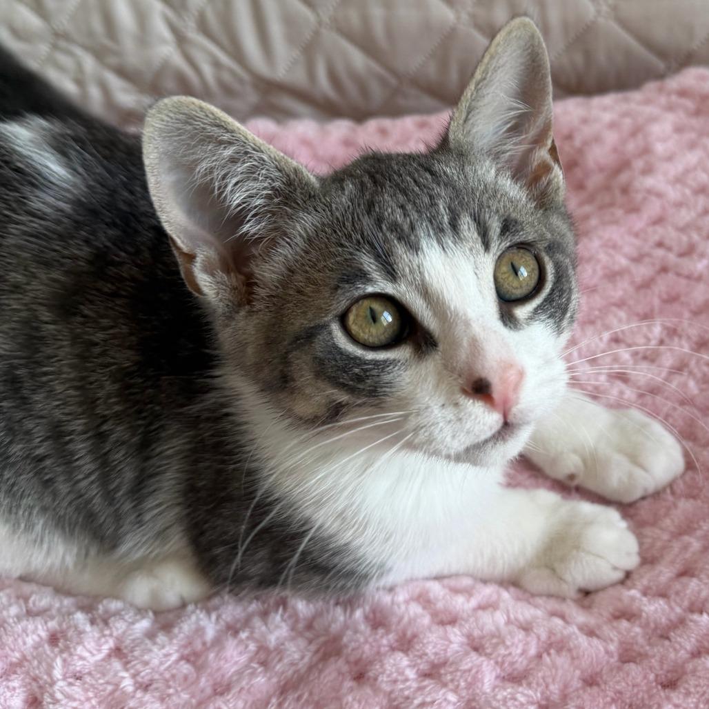 Enlarge Marshall (bonded with Rocky), a Adoptable Domestic Short Hair in Santa Rosa, CA image 4/4
