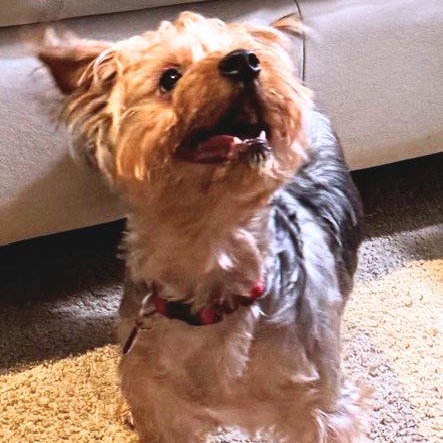 Enlarge Chester, a Adopted mixed breed in Boca Raton, FL image 4/4