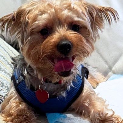 Enlarge Chester, a Adopted mixed breed in Boca Raton, FL image 2/4