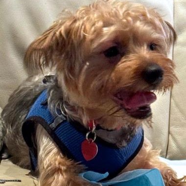 Enlarge Chester, a Adopted mixed breed in Boca Raton, FL image 3/4