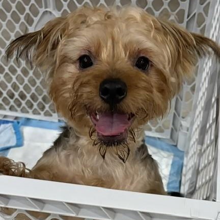 Chester, Adopted, Young Male Yorkshire Terrier & Mixed Breed.