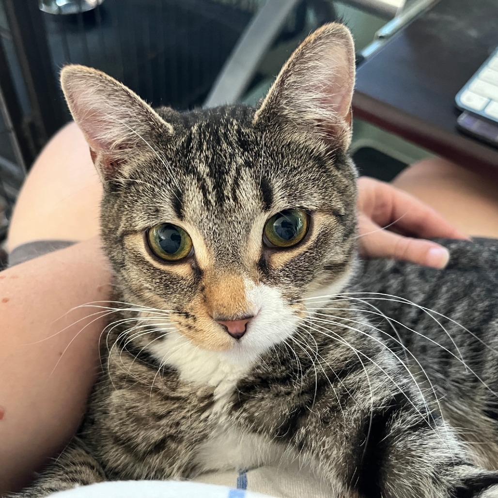 Juliet, a Adoptable Domestic Short Hair in Fort Lauderdale, FL image 1/3