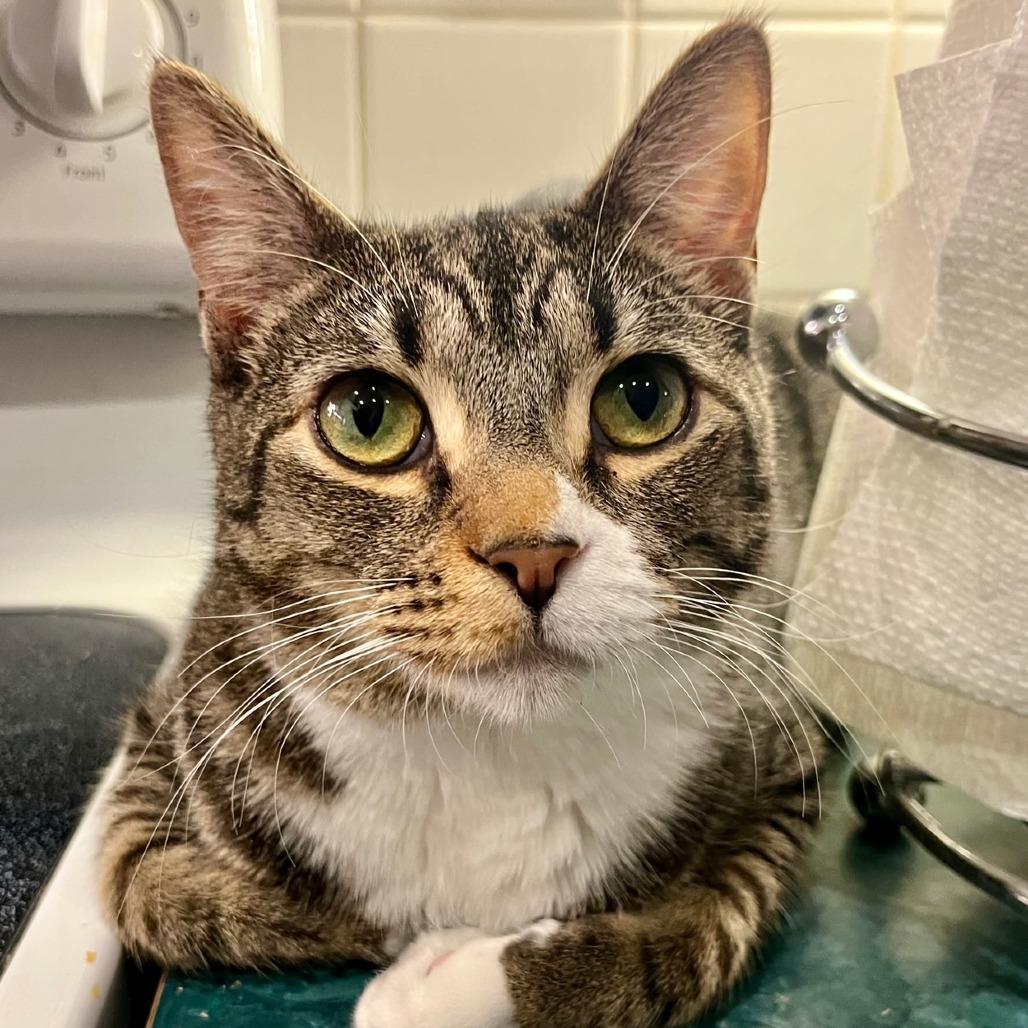 Juliet, a Adoptable Domestic Short Hair in Fort Lauderdale, FL image 2/3