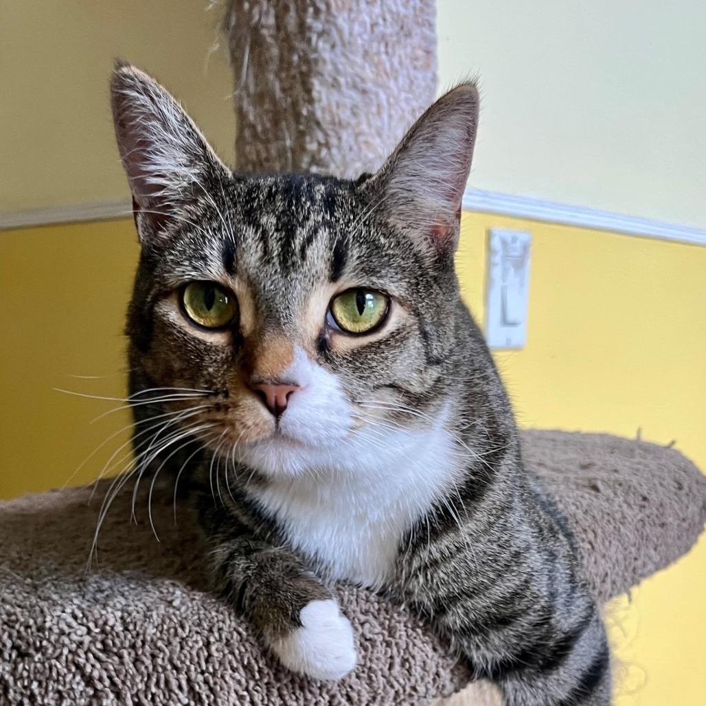 Juliet, a Adoptable Domestic Short Hair in Fort Lauderdale, FL image 3/3