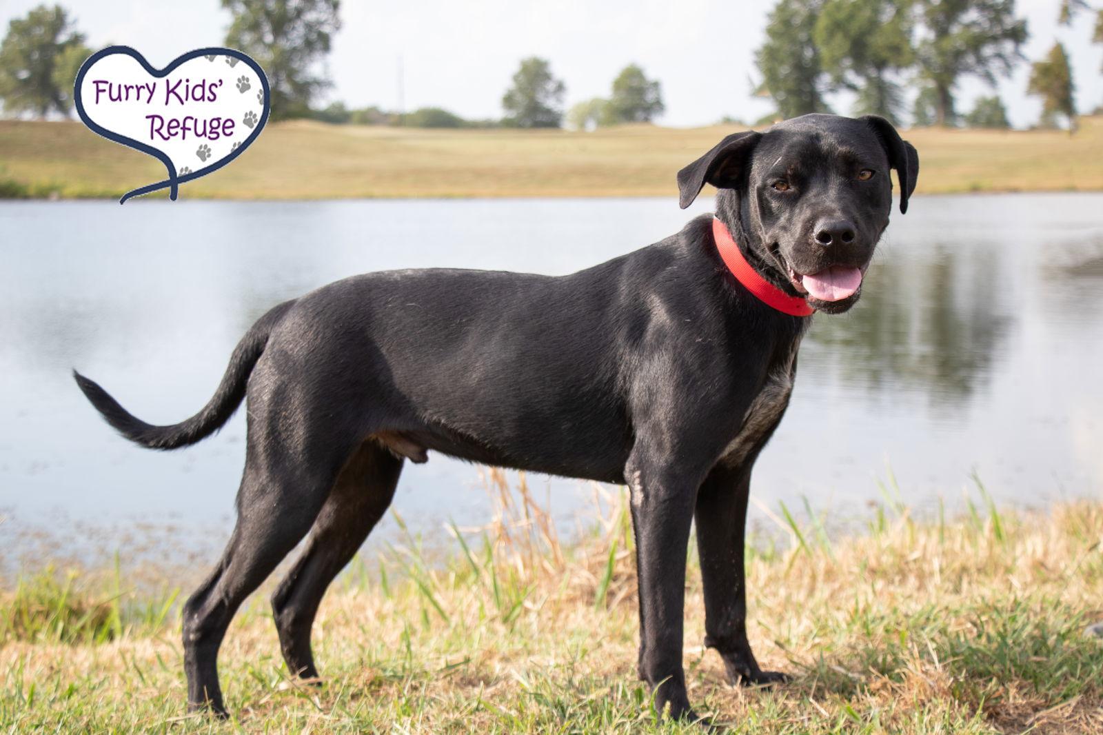 Nicholas, Adopted, Young Male Labrador Retriever & Boxer.