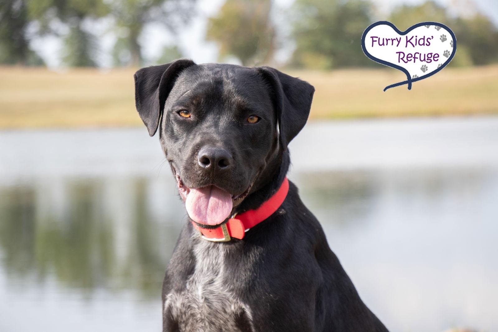 Enlarge Nicholas, a Adopted mixed breed in Lee's Summit, MO image 2/3