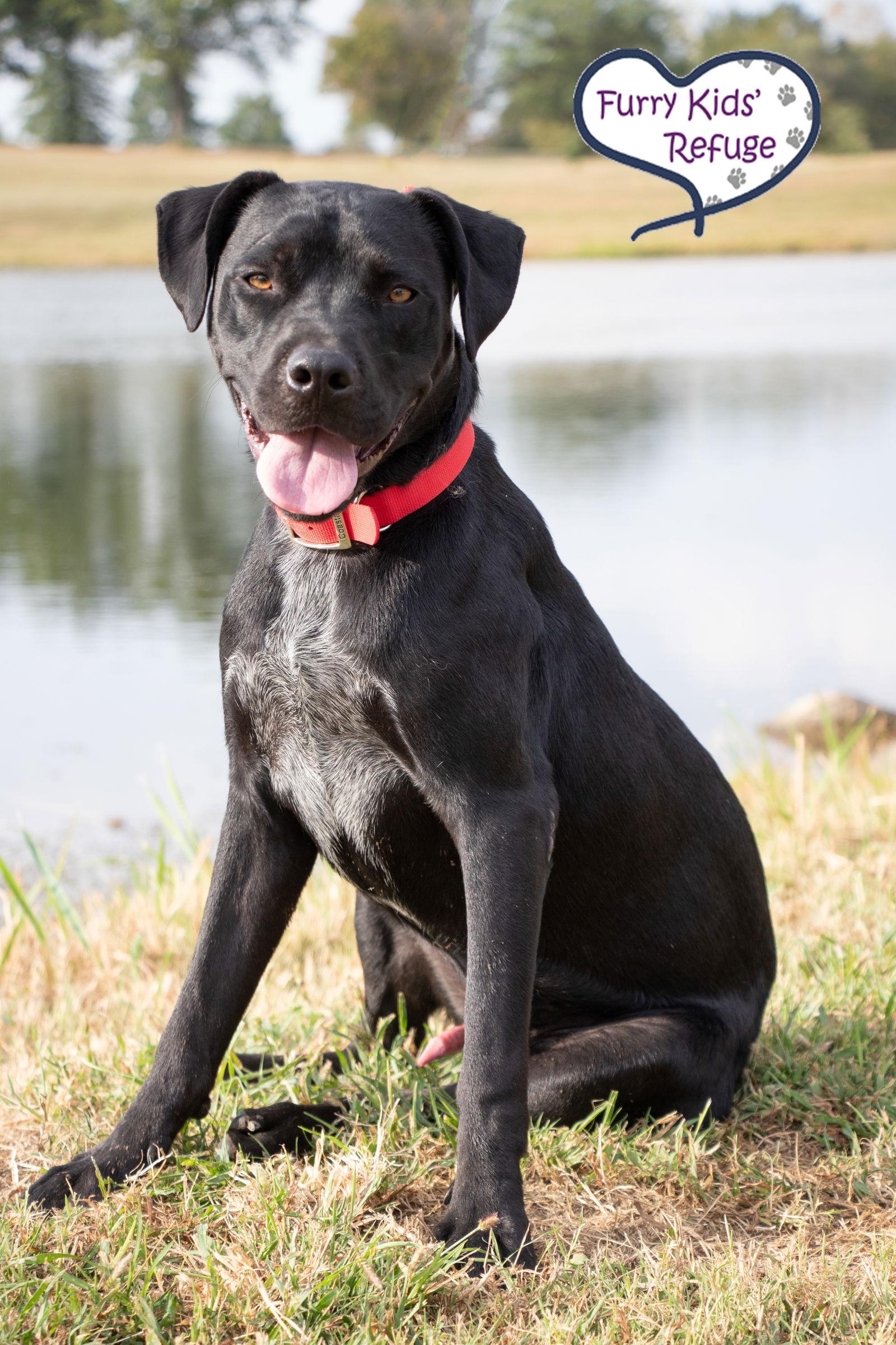 Enlarge Nicholas, a Adopted mixed breed in Lee's Summit, MO image 3/3