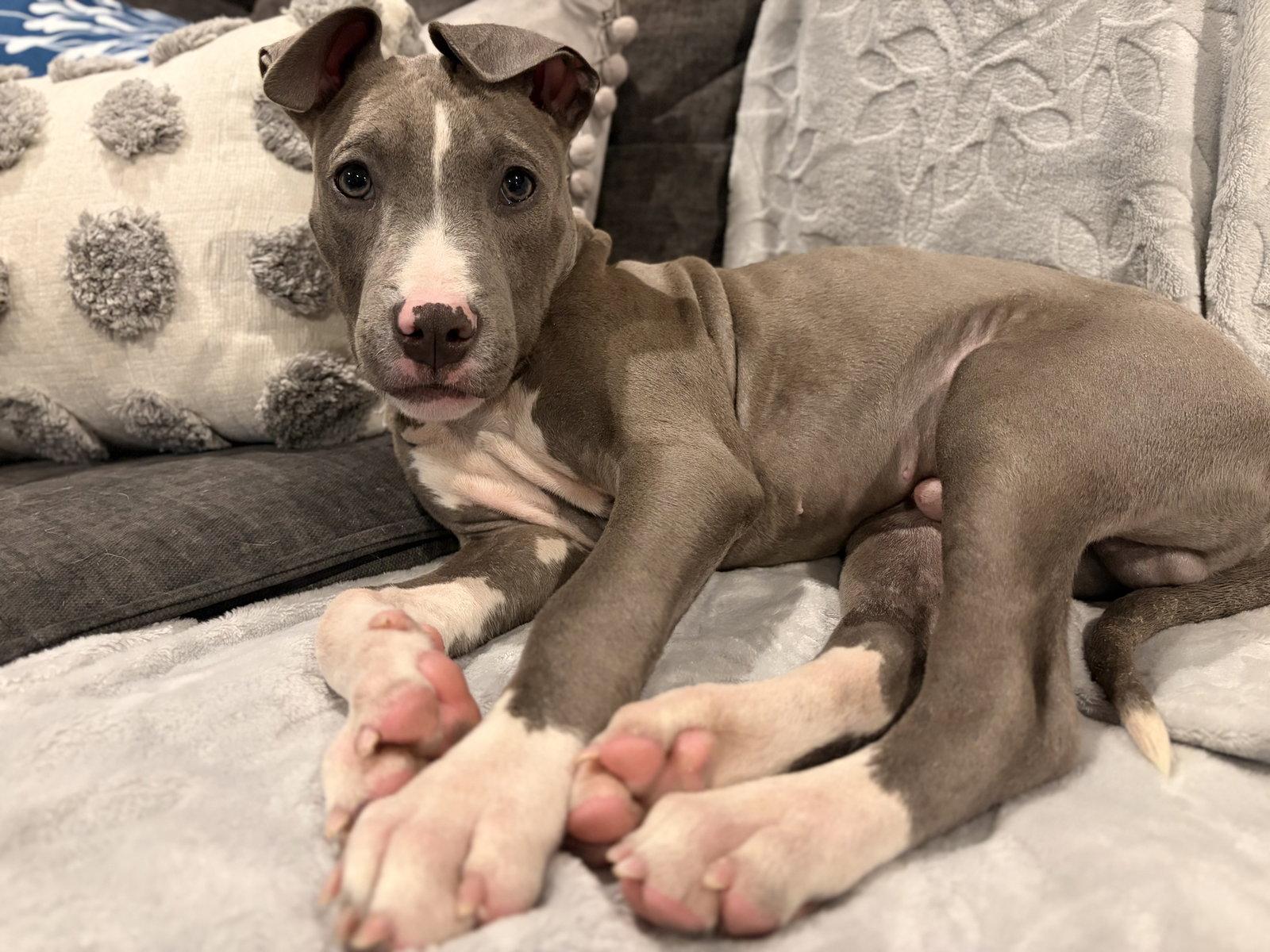 Mr. Spiffy, Adoptable, Young Male Pit Bull Terrier.