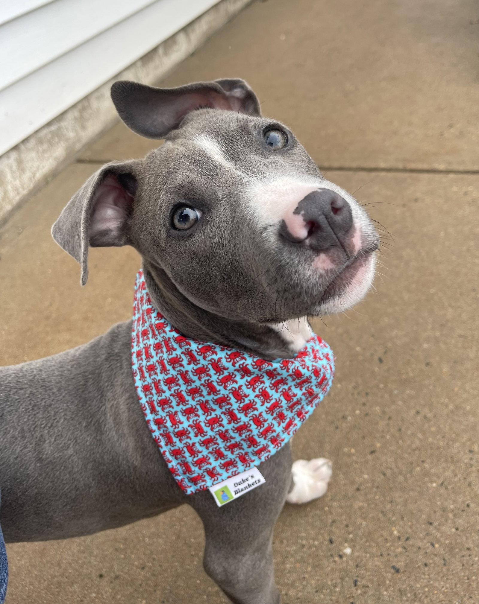 Mr. Spiffy, a Adoptable Pit Bull Terrier in Forest Hill, MD image 3/3