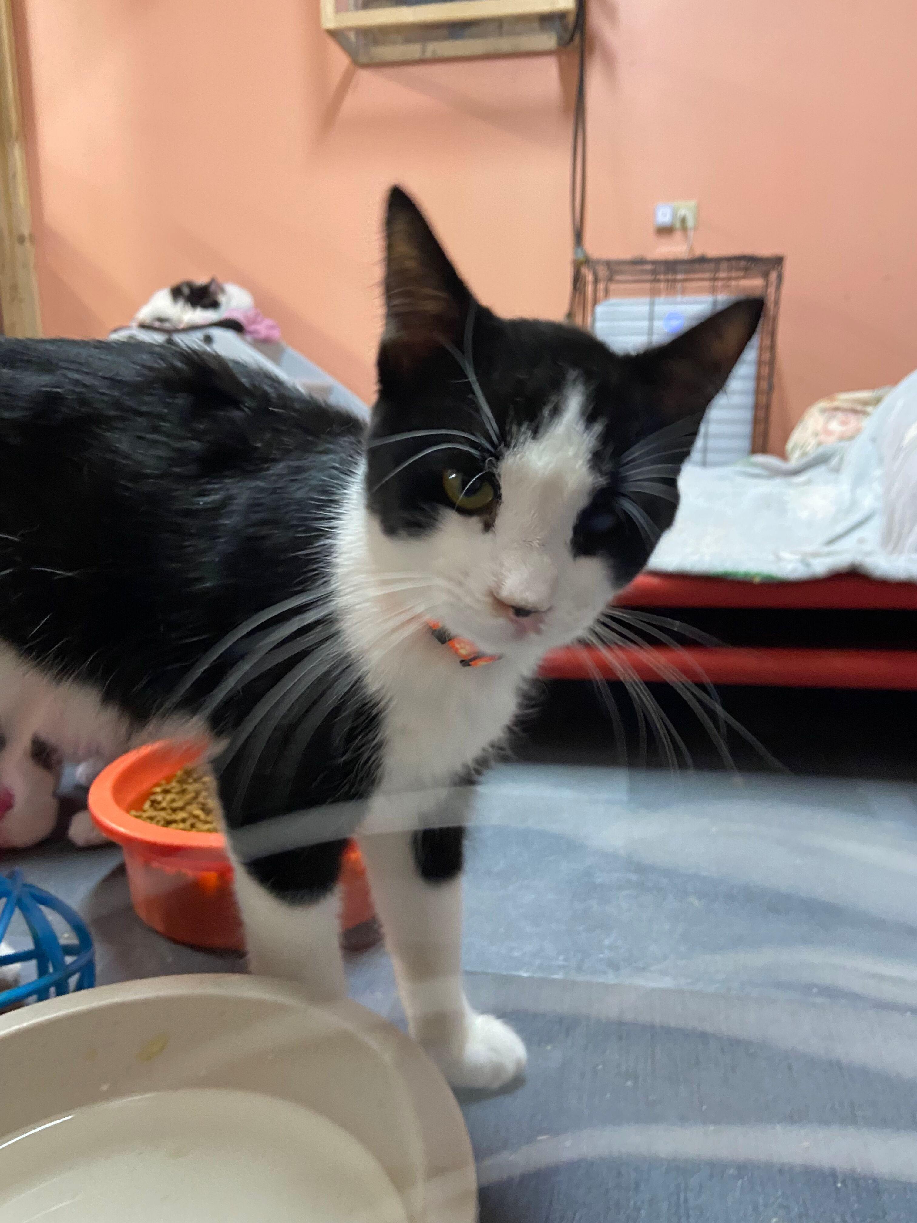 MURPHY, a Adoptable Domestic Short Hair in Peru, IN image 3/4