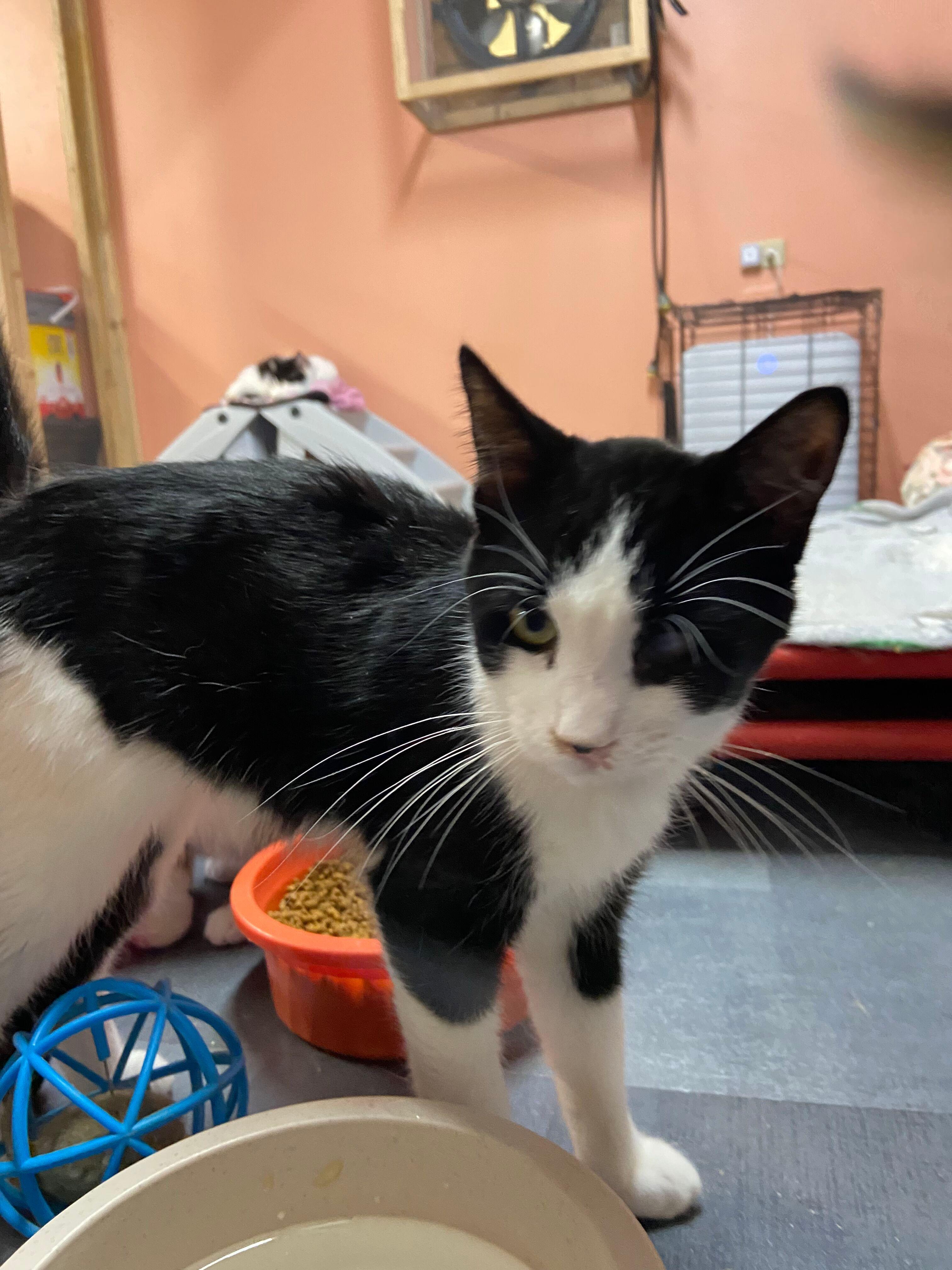 MURPHY, a Adoptable Domestic Short Hair in Peru, IN image 4/4