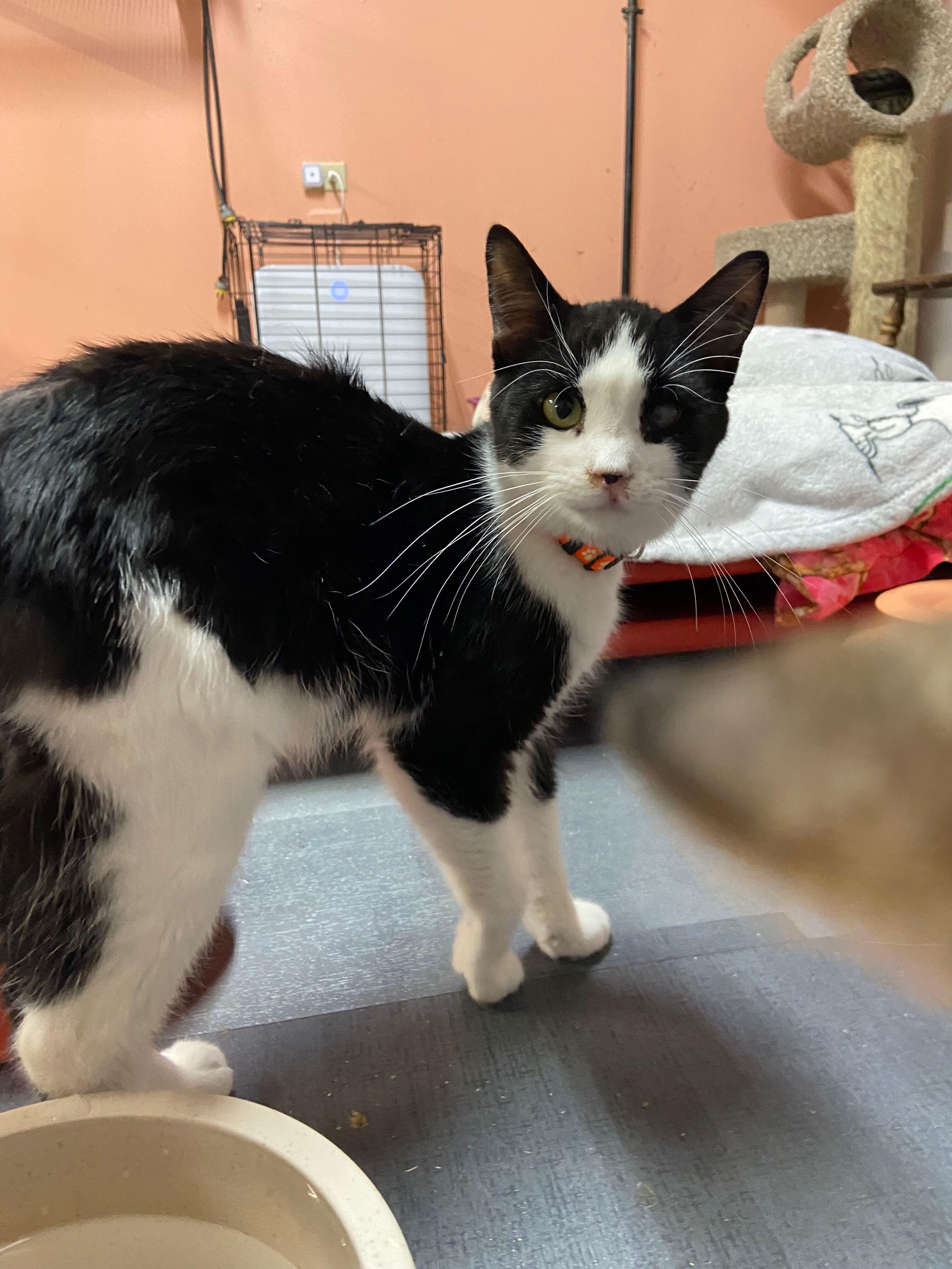 MURPHY, a Adoptable Domestic Short Hair in Peru, IN image 1/4